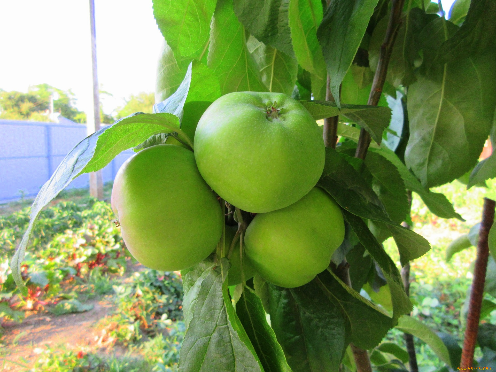 природа, плоды, яблоки