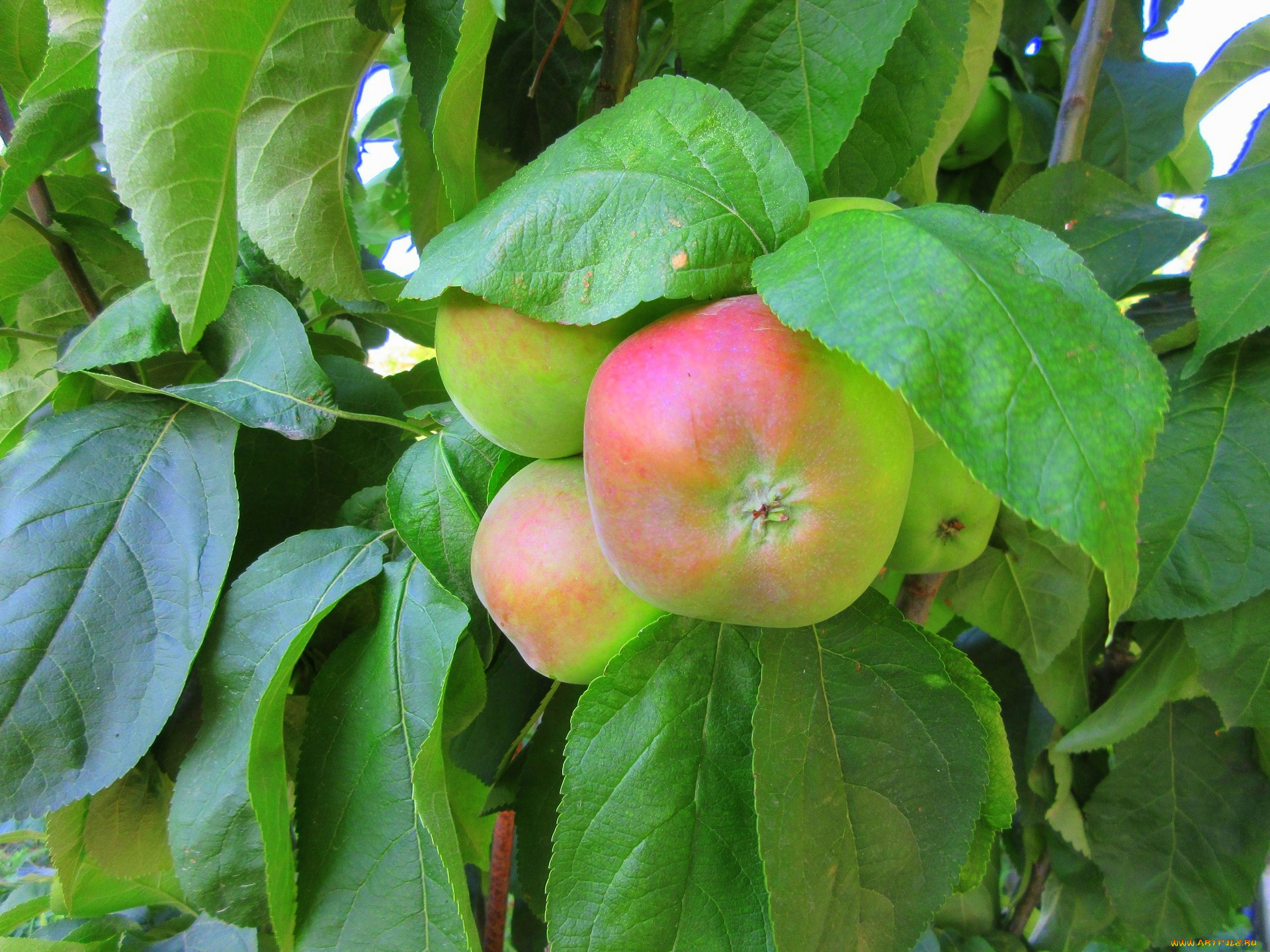 природа, плоды, яблоки