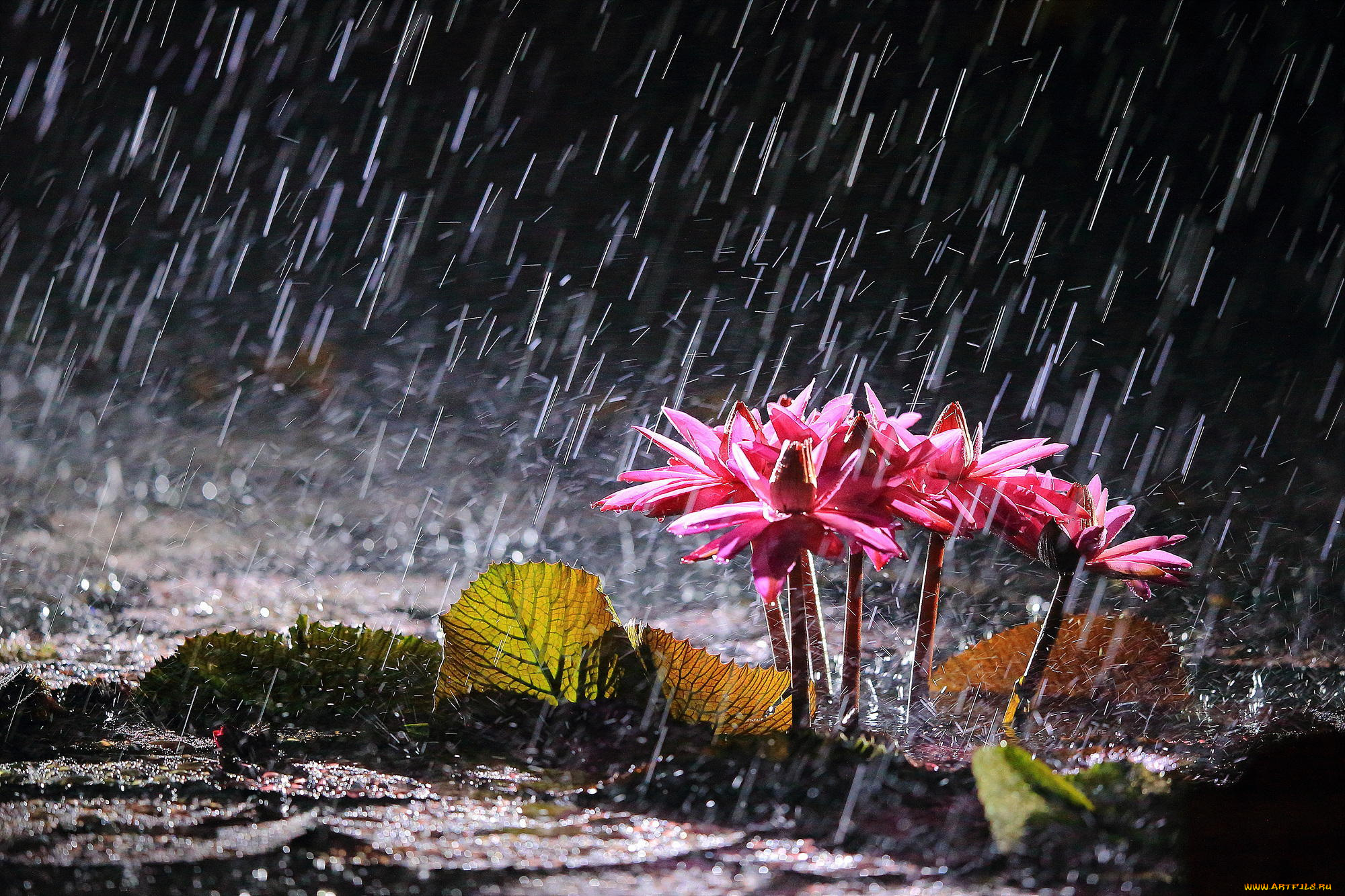 цветы, лилии, водяные, , нимфеи, , кувшинки, дождь, водяные, лилии, озеро