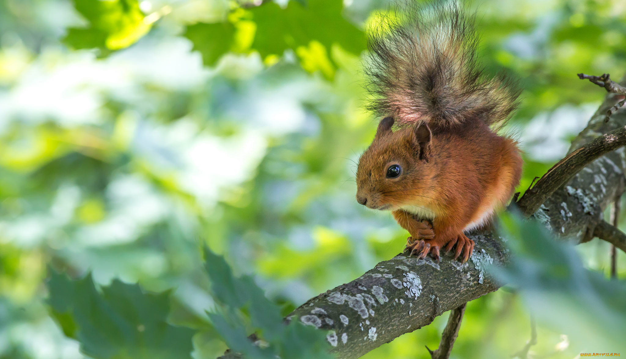 животные, белки, листья, ветка