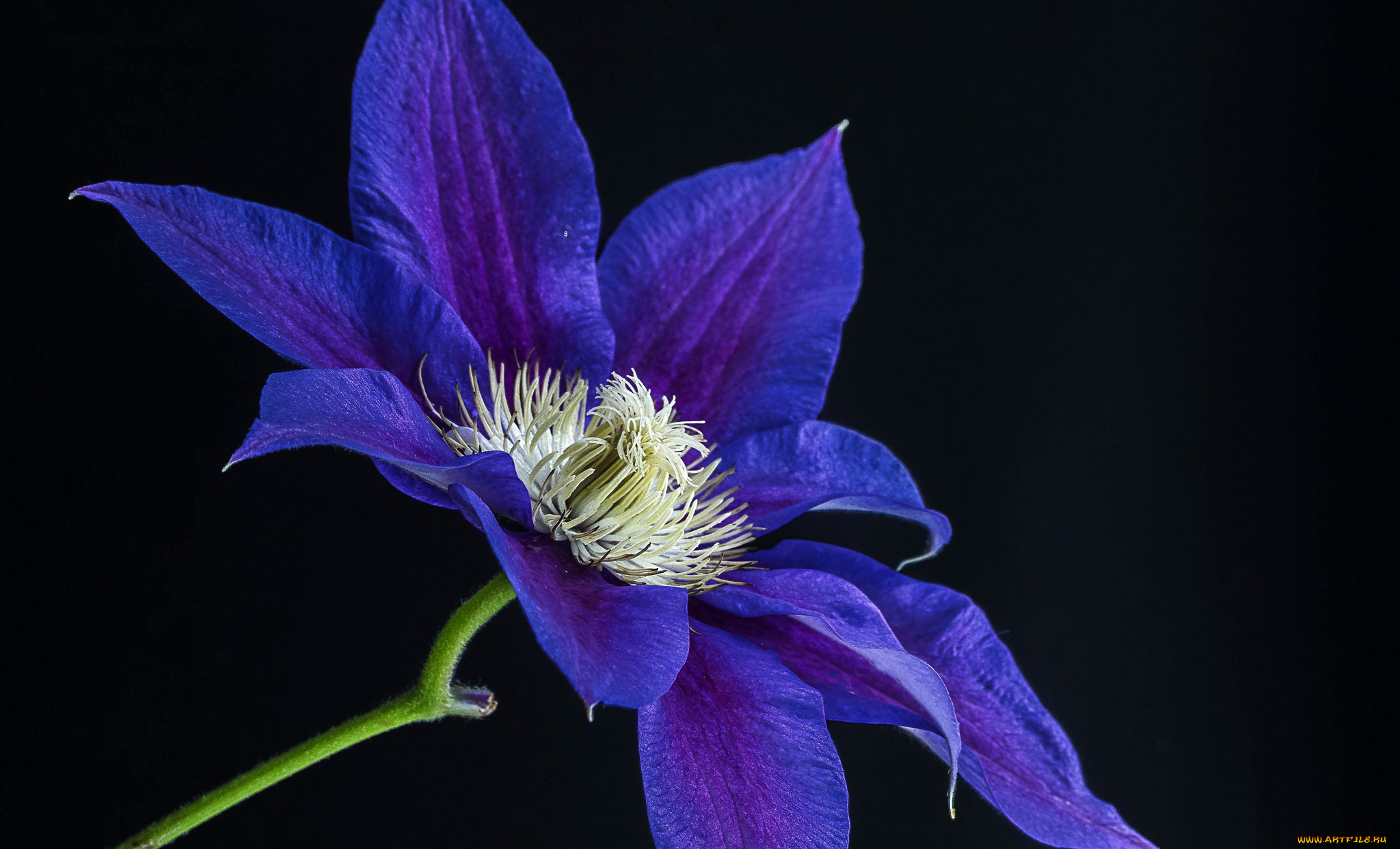 цветы, клематис, , ломонос, клематис, лепестки, цветок, фон, природа