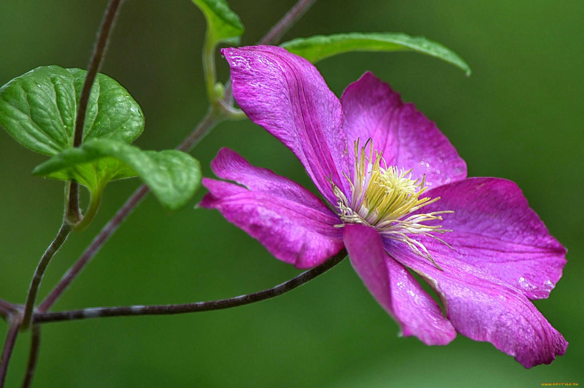 цветы, клематис, , ломонос, лепестки, клематис, княжик, макро