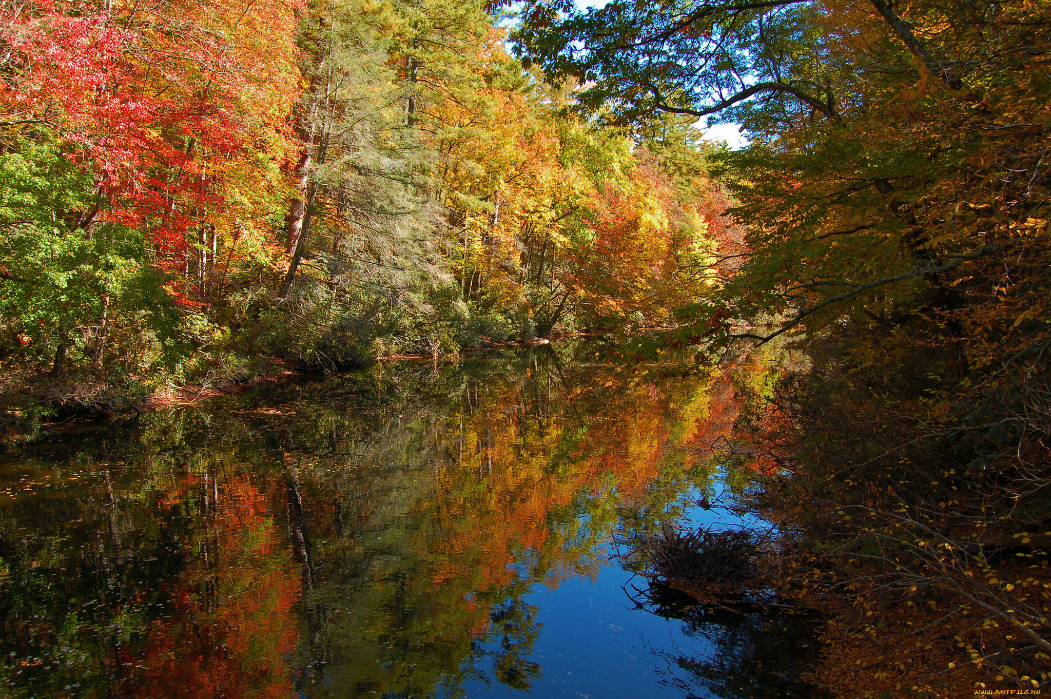 природа, реки, озера, река, лес