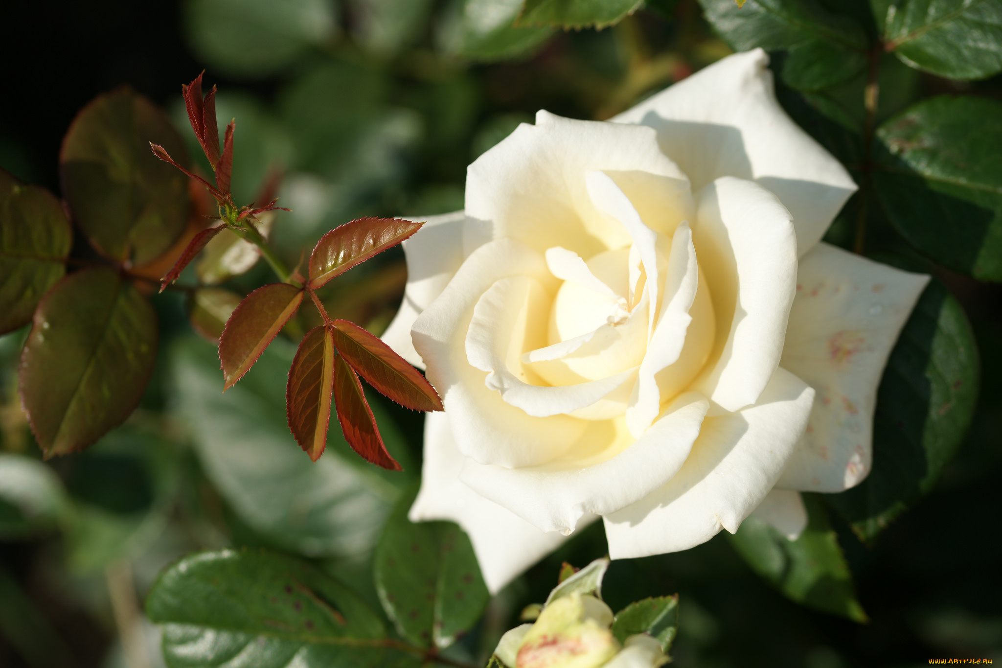 цветы, розы, бутон, leaves, роза, petals, rose, цветение, листья, лепестки, bud, blossoms