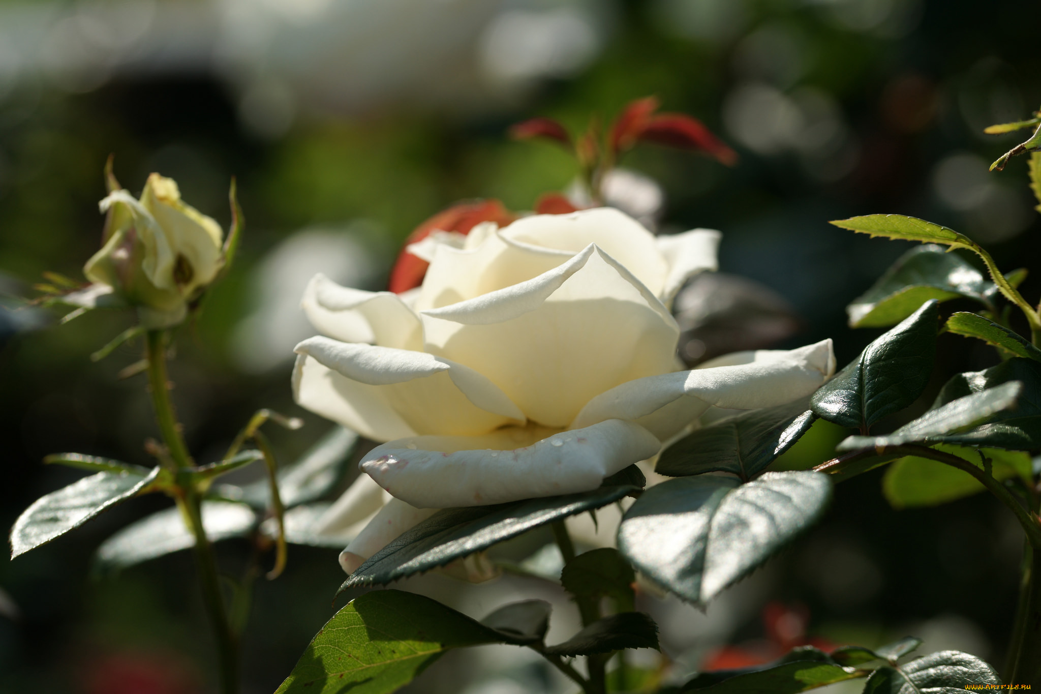 цветы, розы, leaves, petals, bud, rose, цветение, листья, лепестки, бутон, blossoms, роза