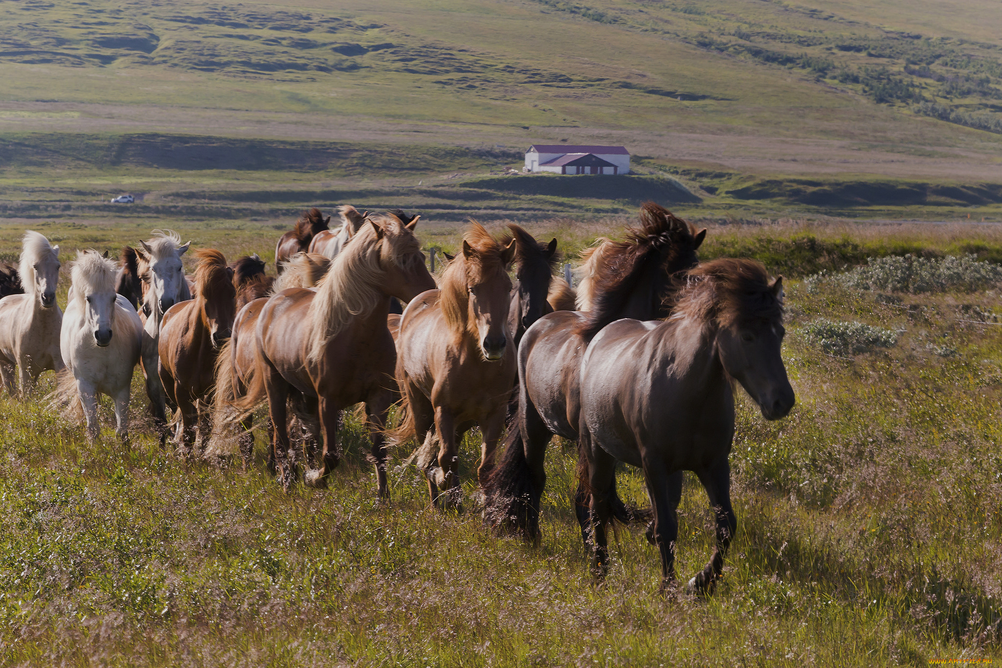 животные, лошади, большая, окрас, грива, лошадь