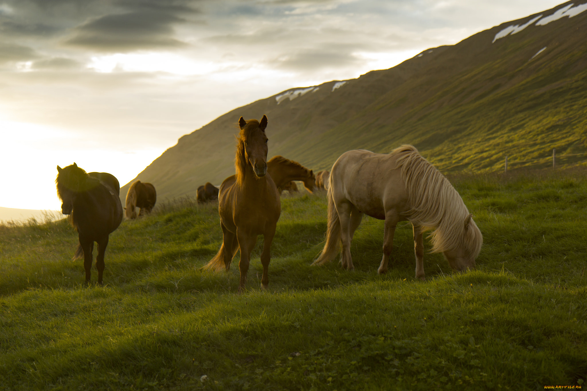 животные, лошади, грива, большая, лошадь, окрас
