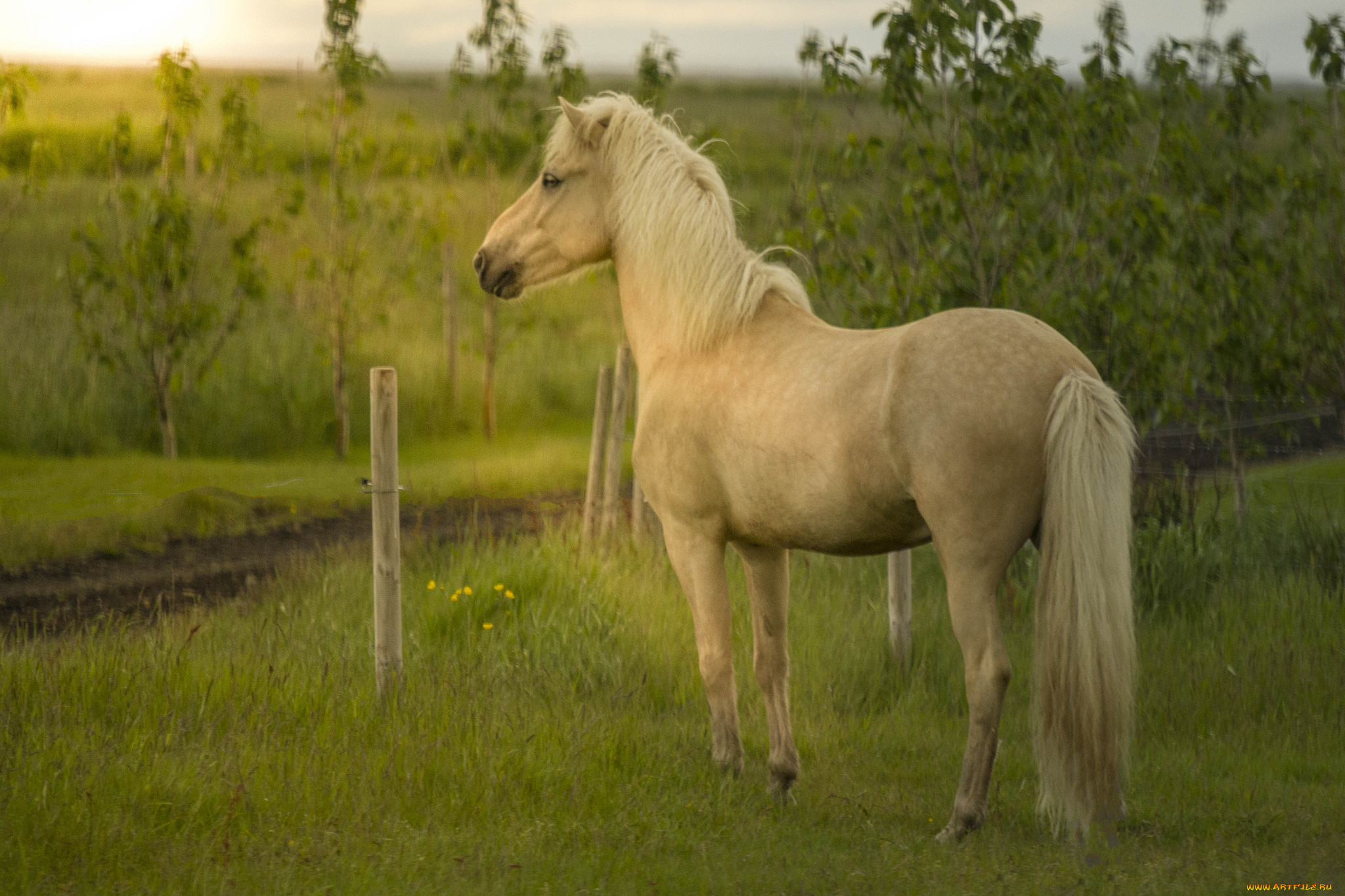 животные, лошади, хвост, грива, окрас, лошадь