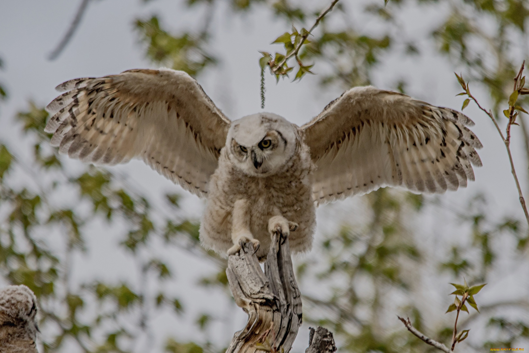 животные, совы, птенец, филин, боке, сова, крылья