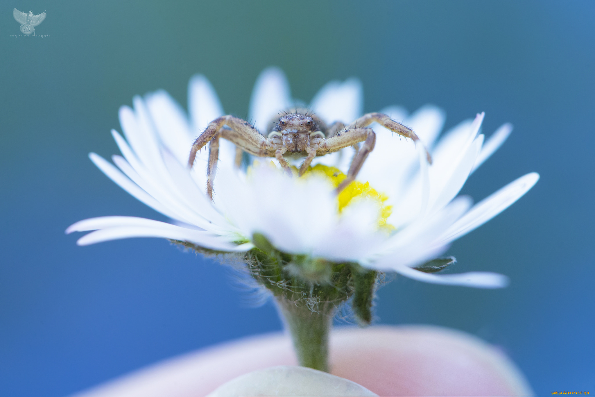 животные, пауки, макро, фон, глаза, паук