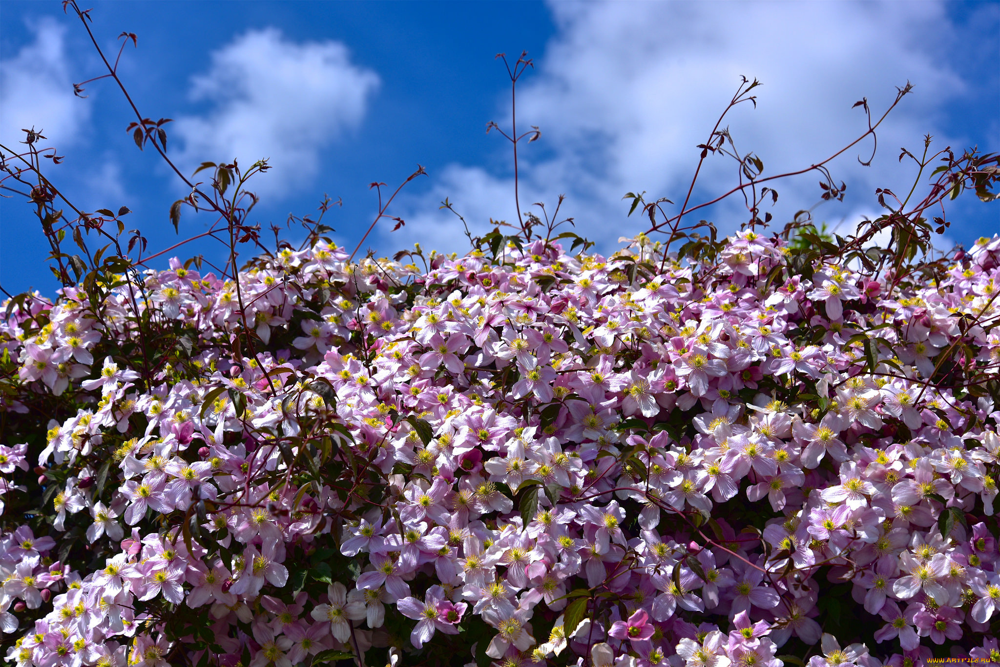 цветы, клематис, , ломонос, княжик, клематис