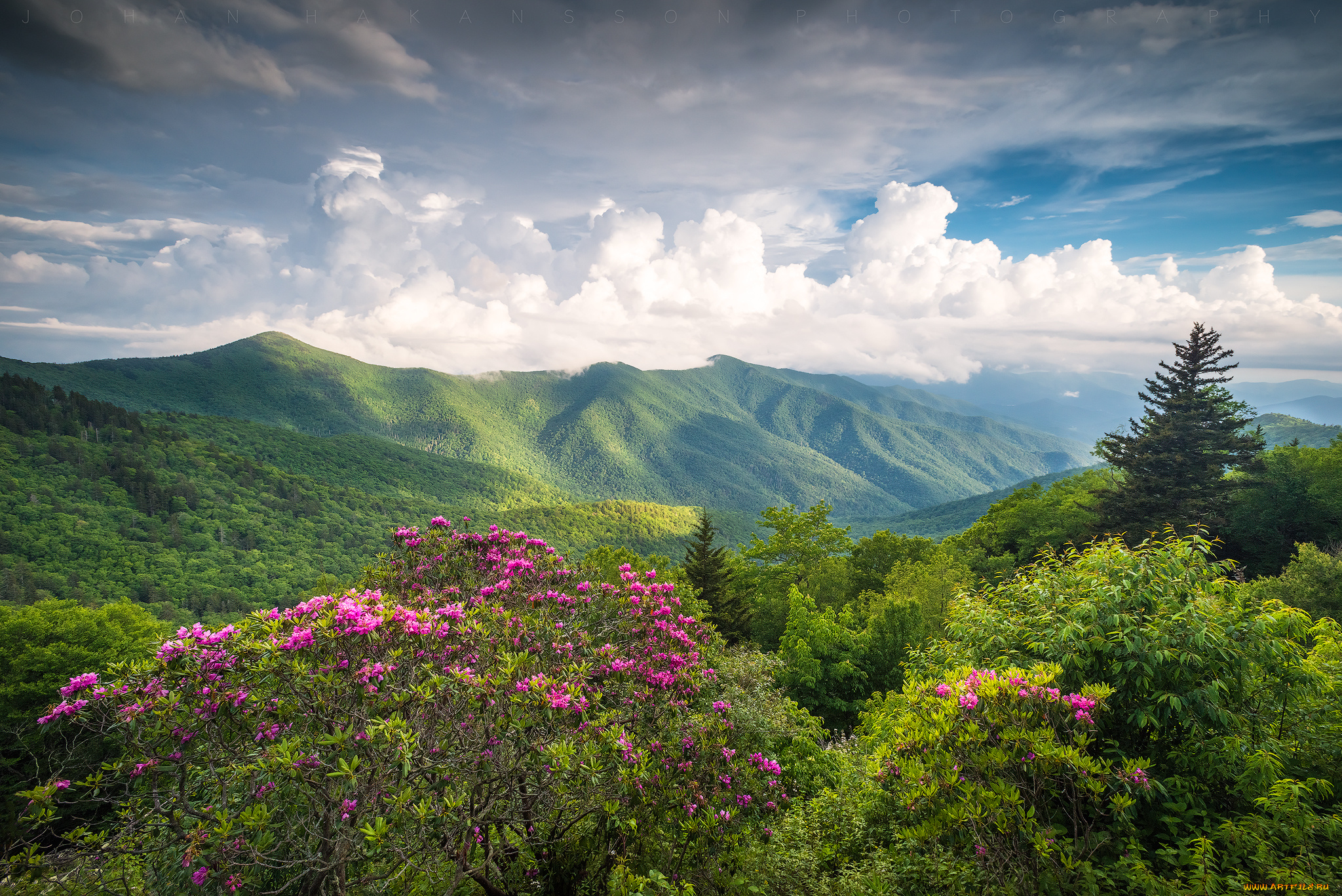 природа, горы, пейзаж, цветы, кусты