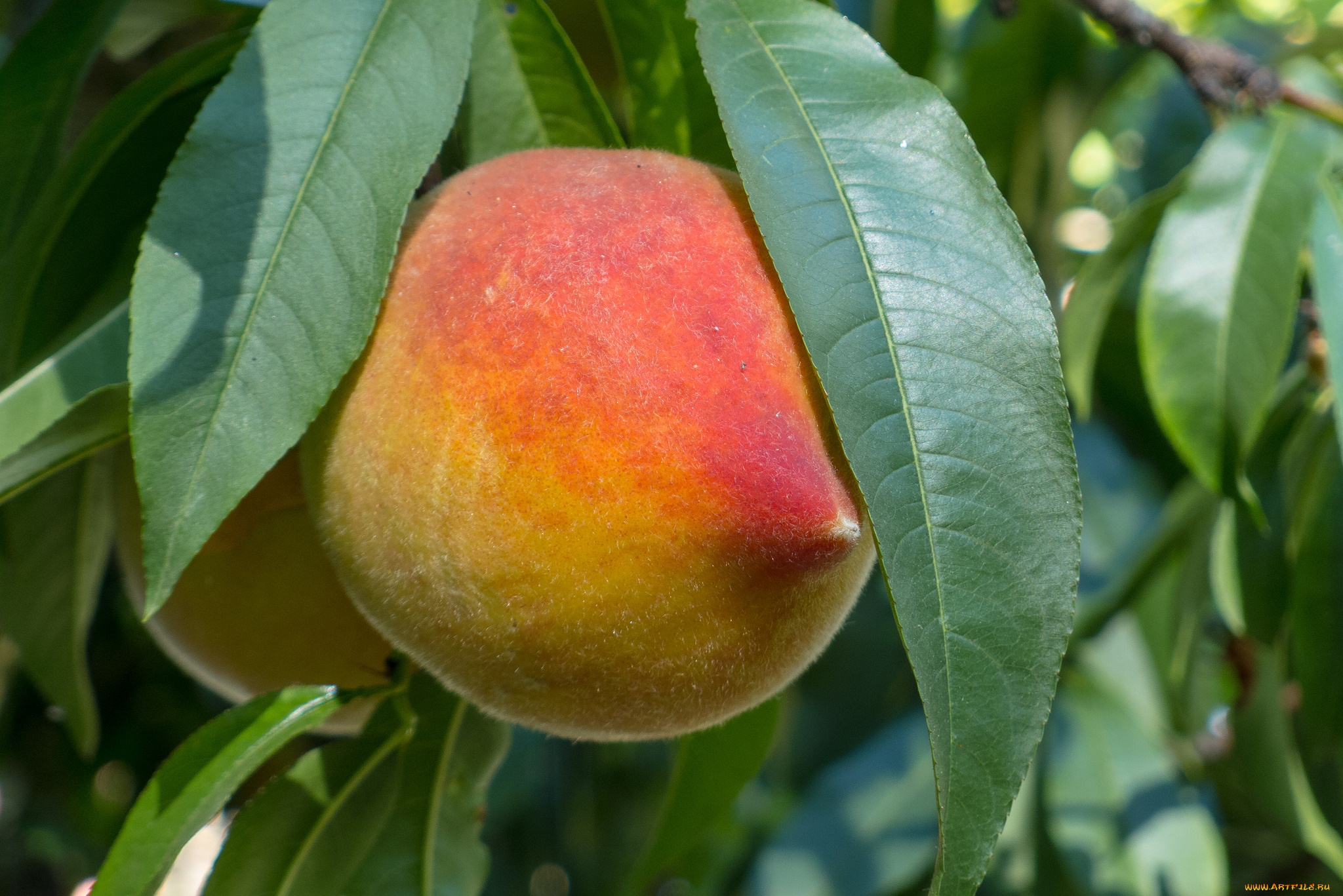 природа, плоды, персик, плод, дерево, листья