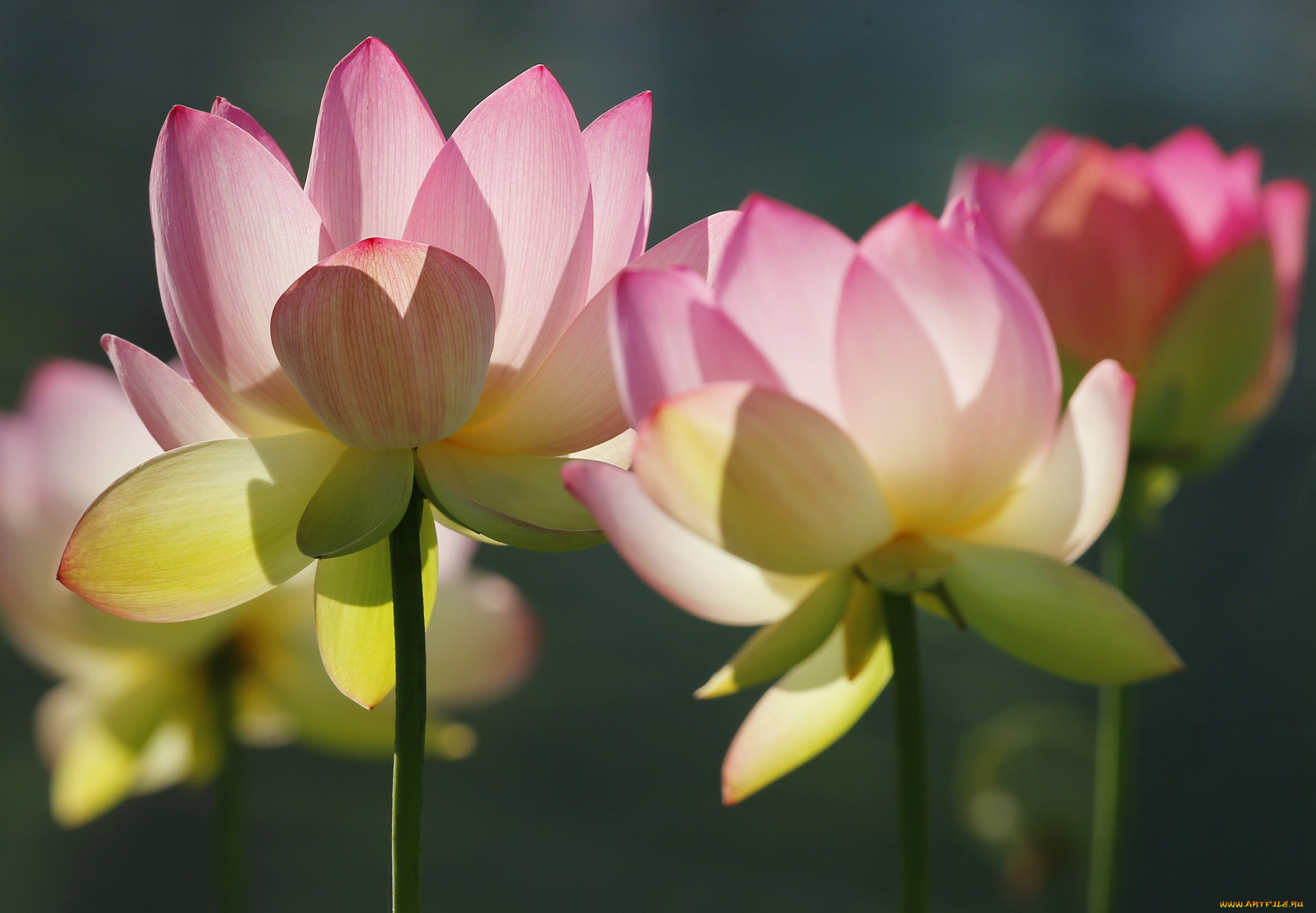 цветы, лотосы, лепестки, макро