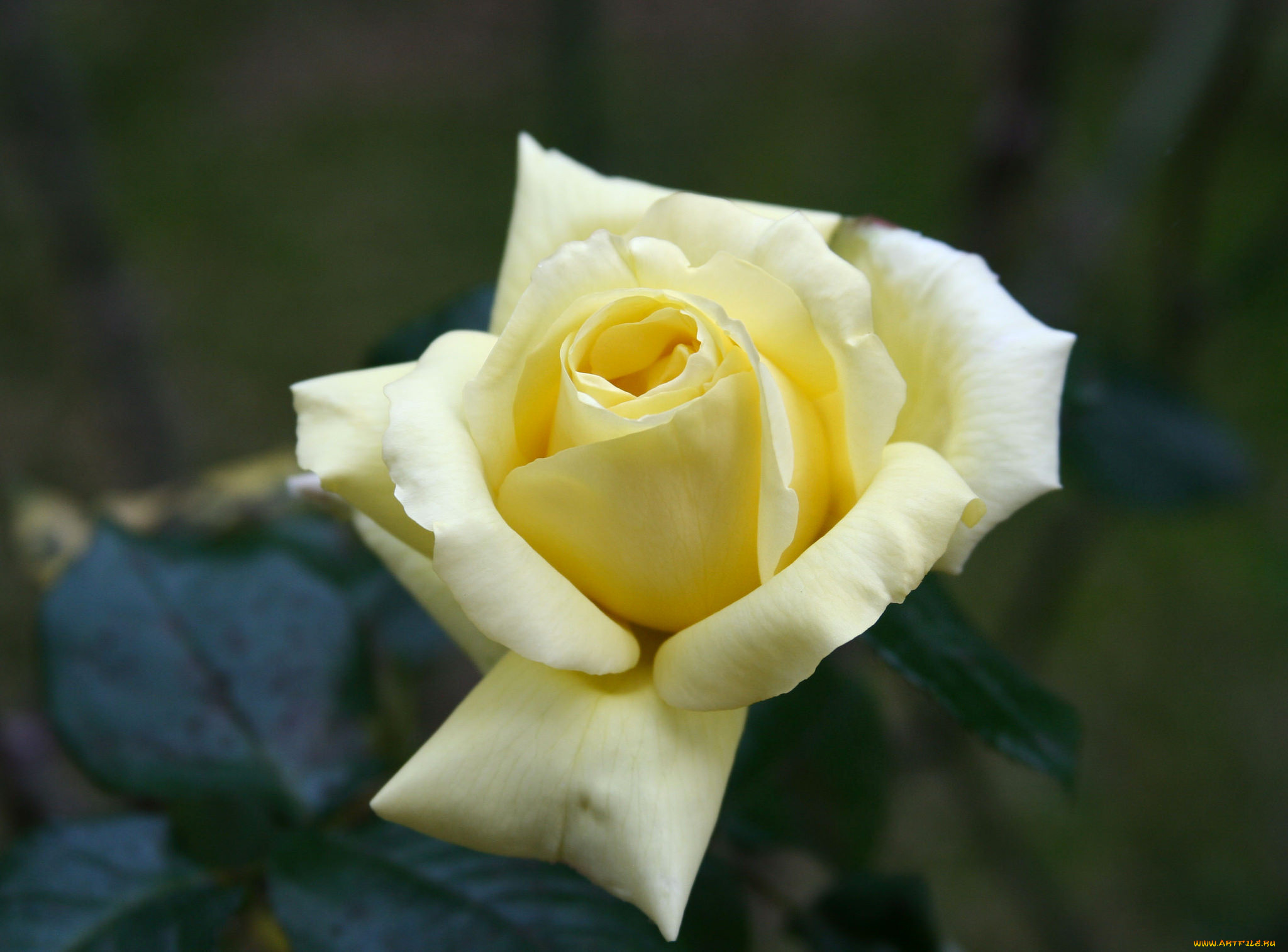 цветы, розы, лепестки, роза, цветение, листья, розовая