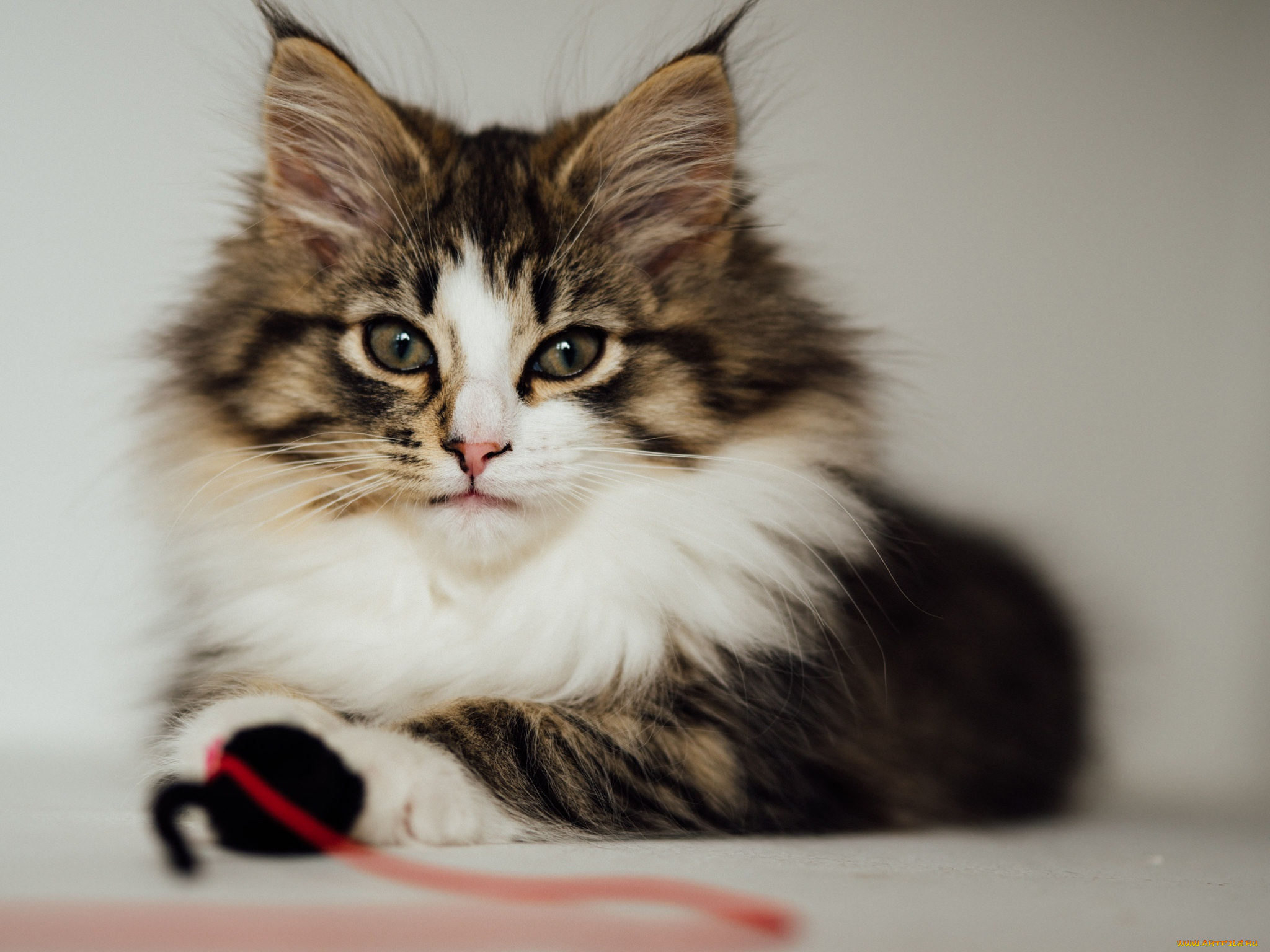 животные, коты, кошка, кот, пушистая, взгляд