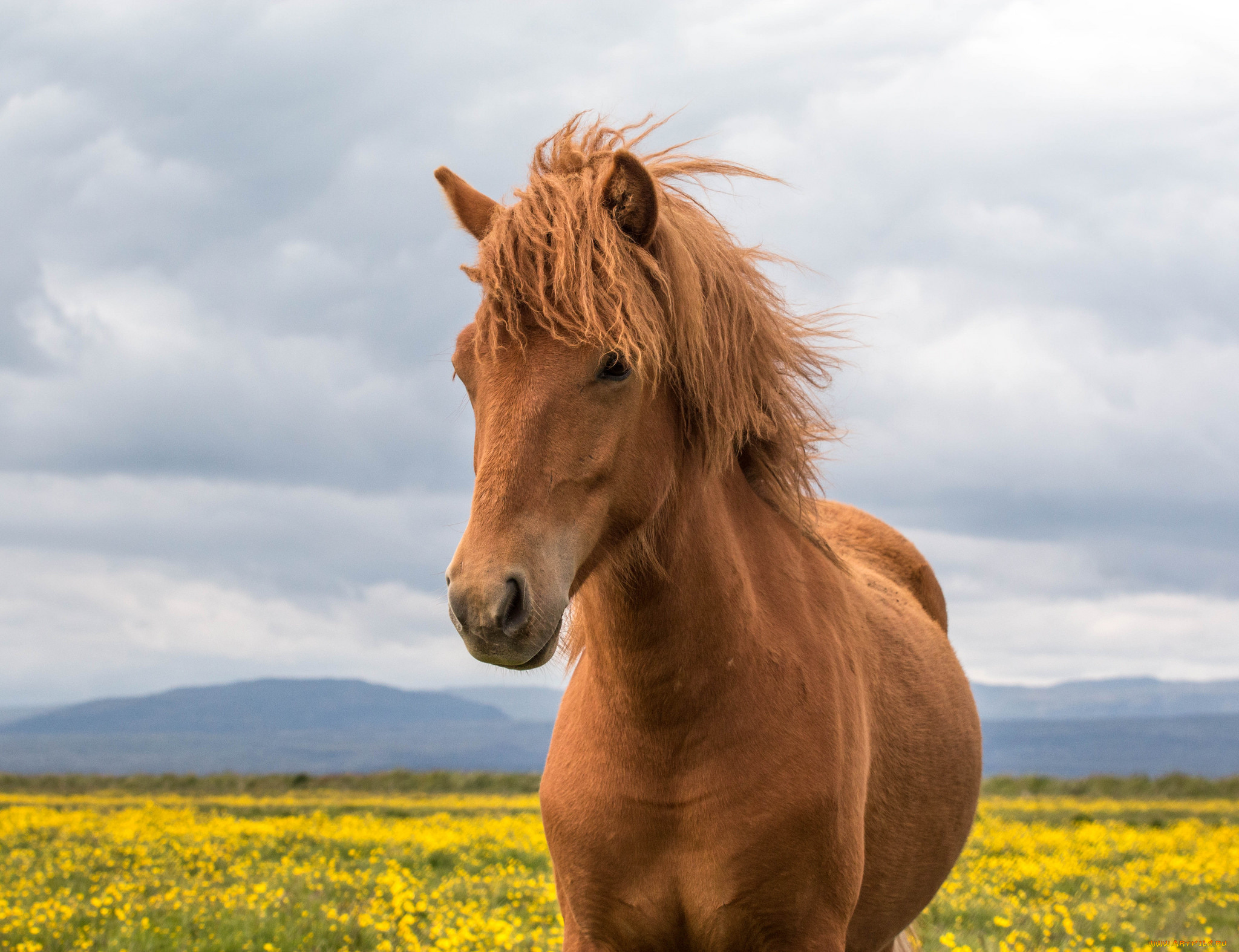 животные, лошади, окрас, грива, хвост, лошадь