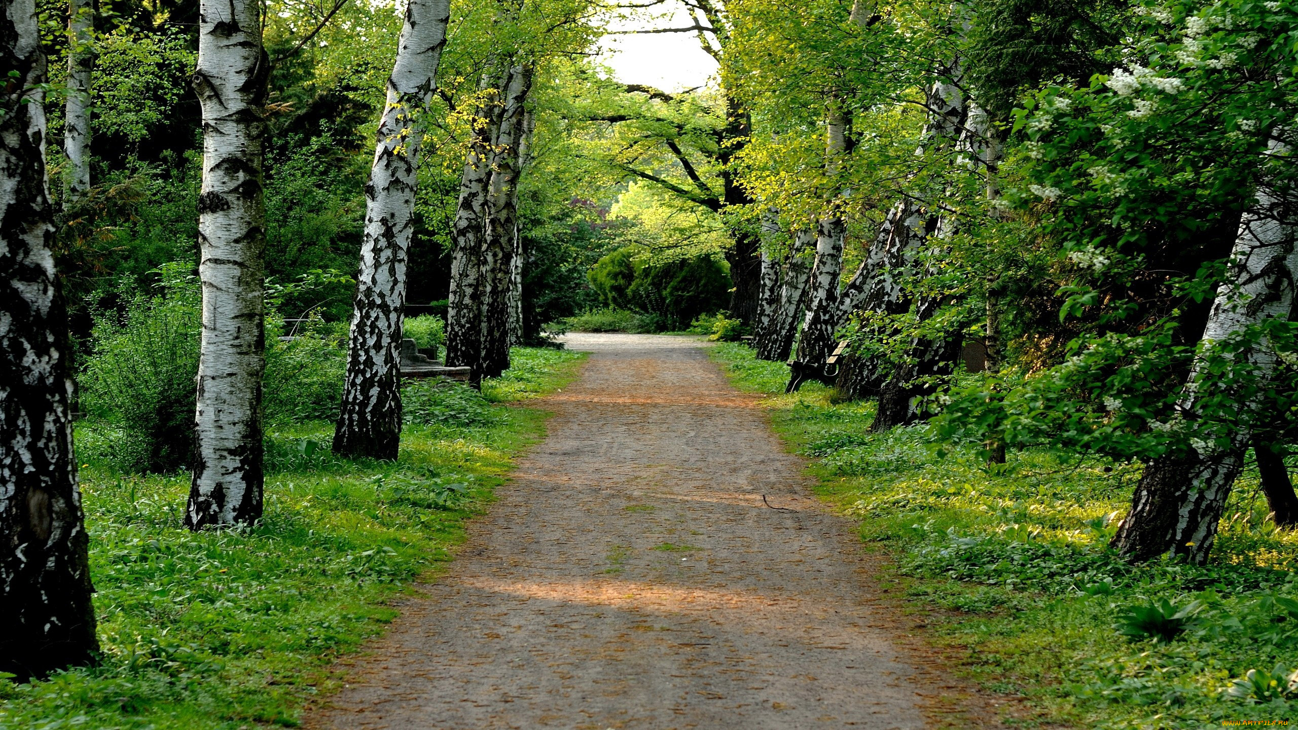 природа, парк, сирень, весна, березы, аллея