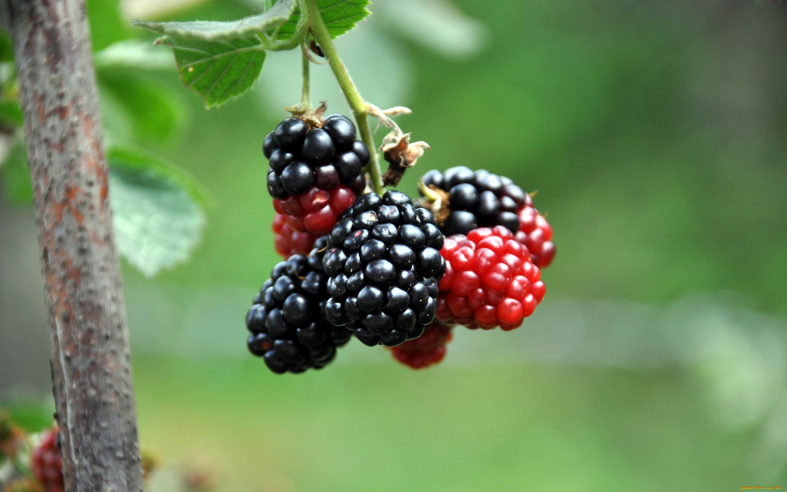 природа, Ягоды, ежевика