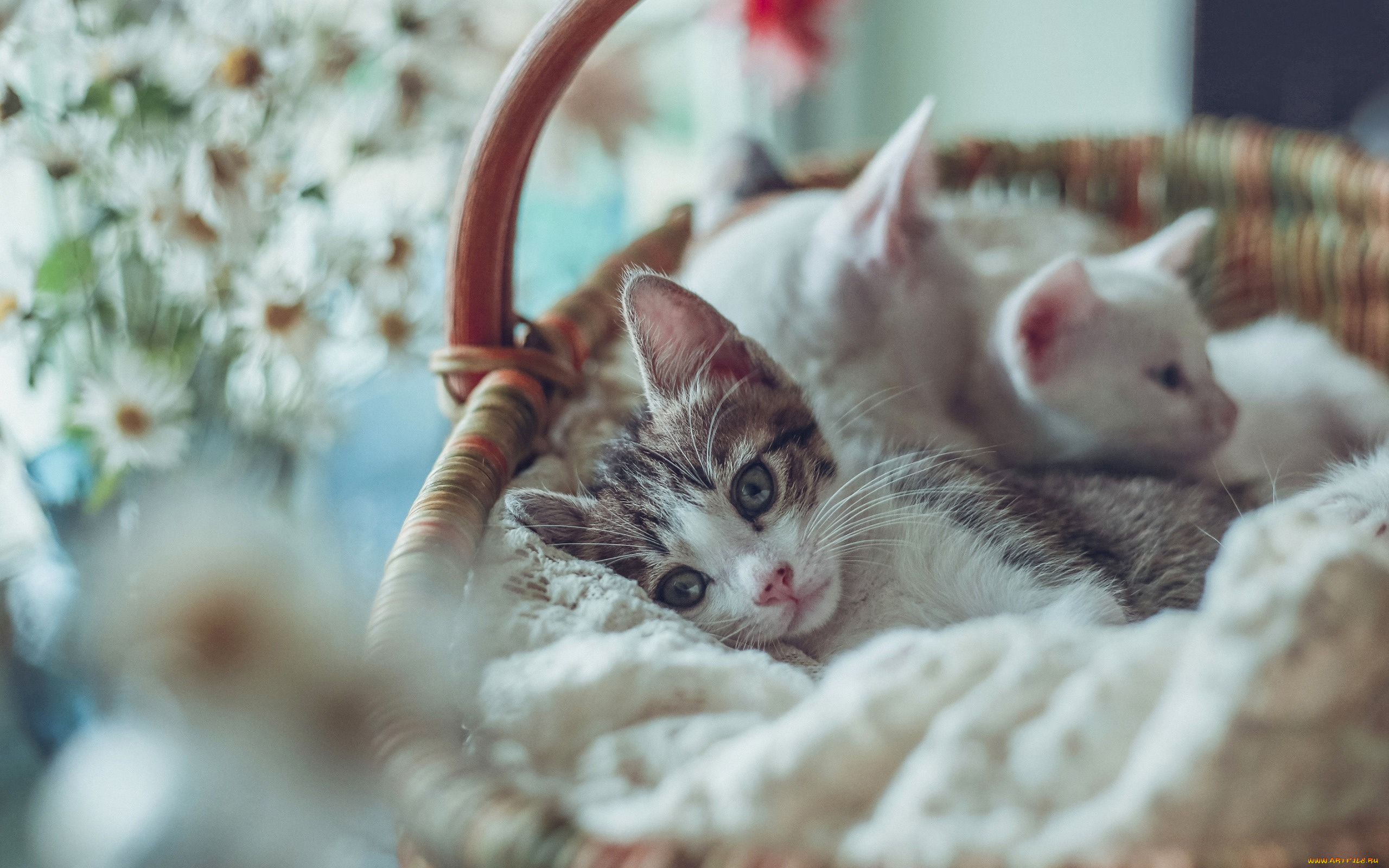 животные, коты, котята, боке, корзина