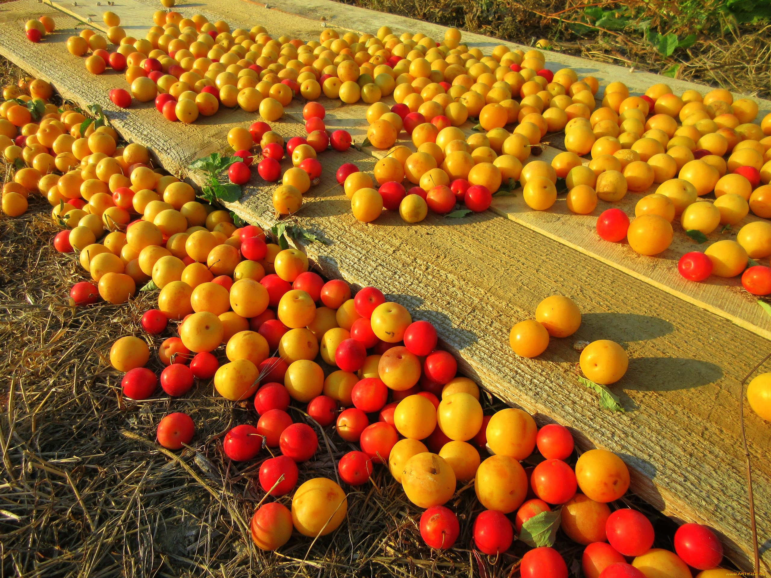 еда, персики, , сливы, , абрикосы, алыча, слива