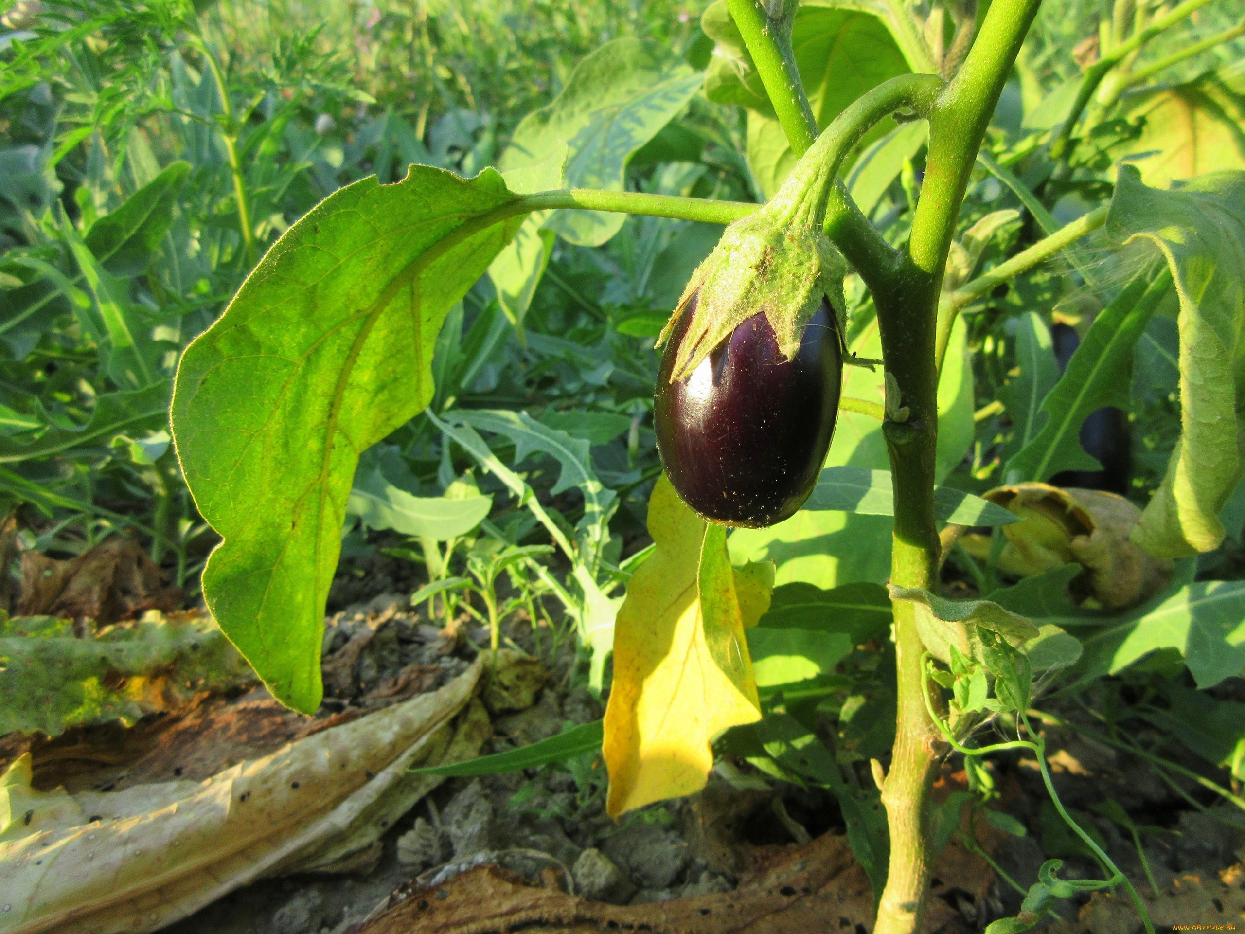 природа, плоды, баклажан