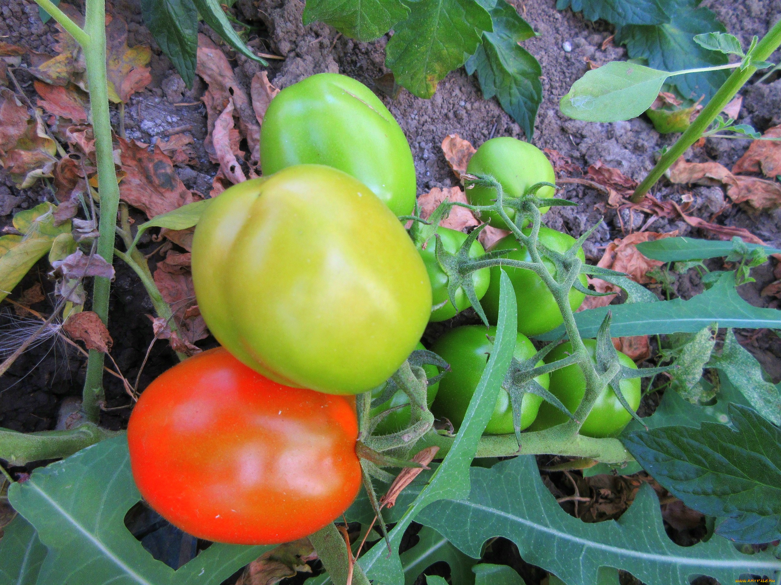 природа, плоды, помидоры, томаты