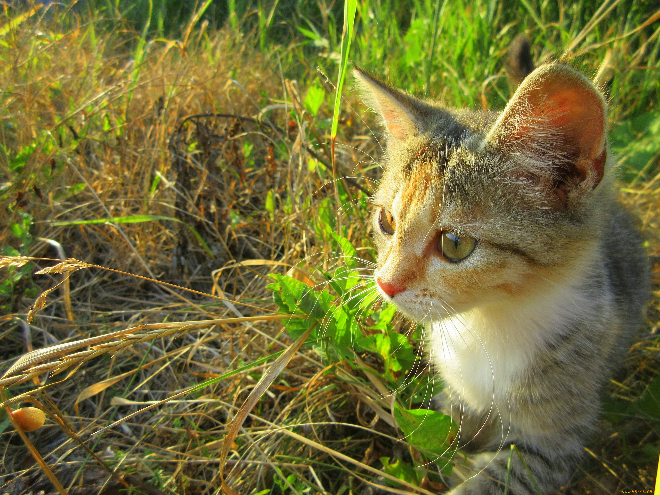 животные, коты, кошка
