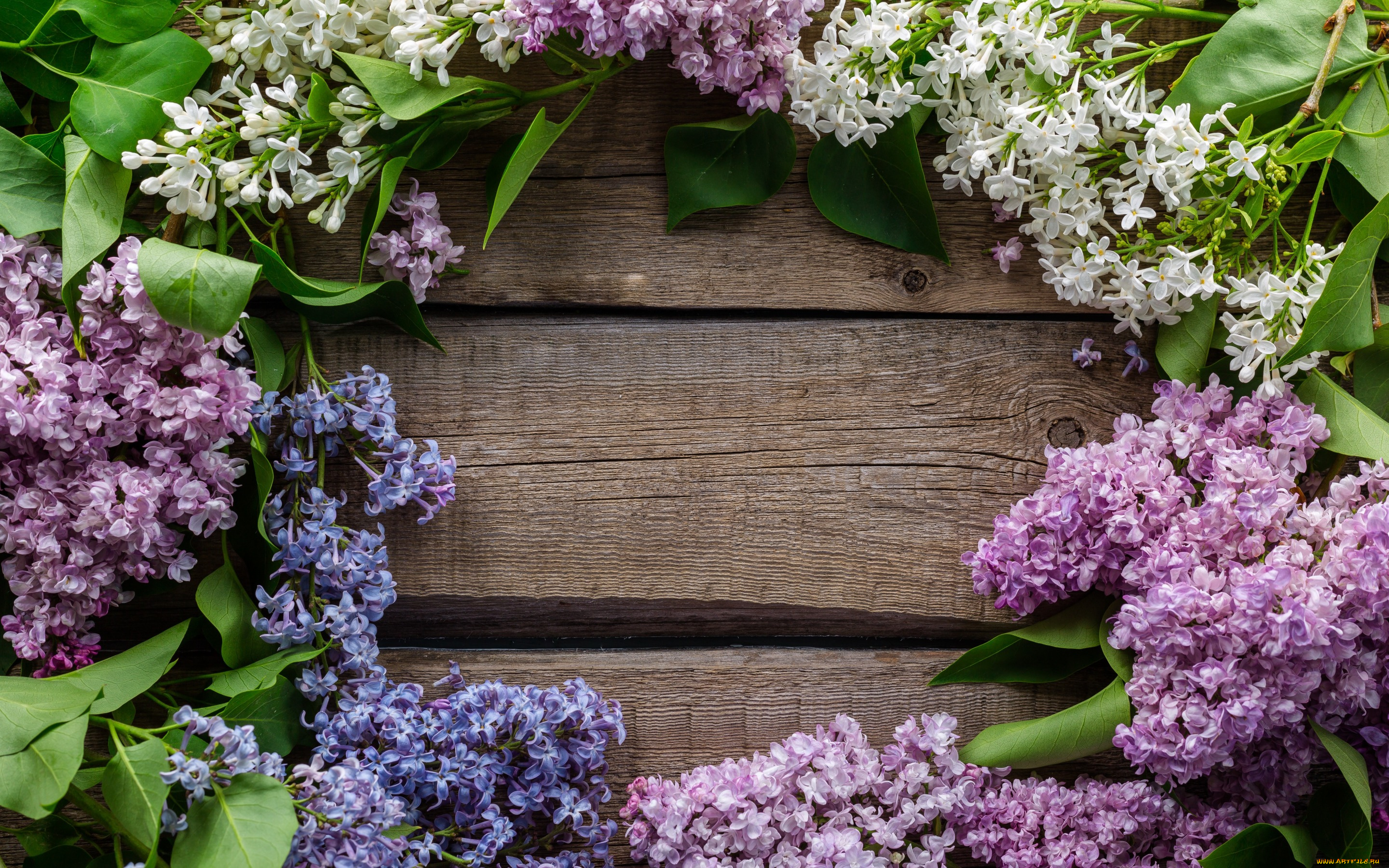 цветы, сирень, доски, ветки