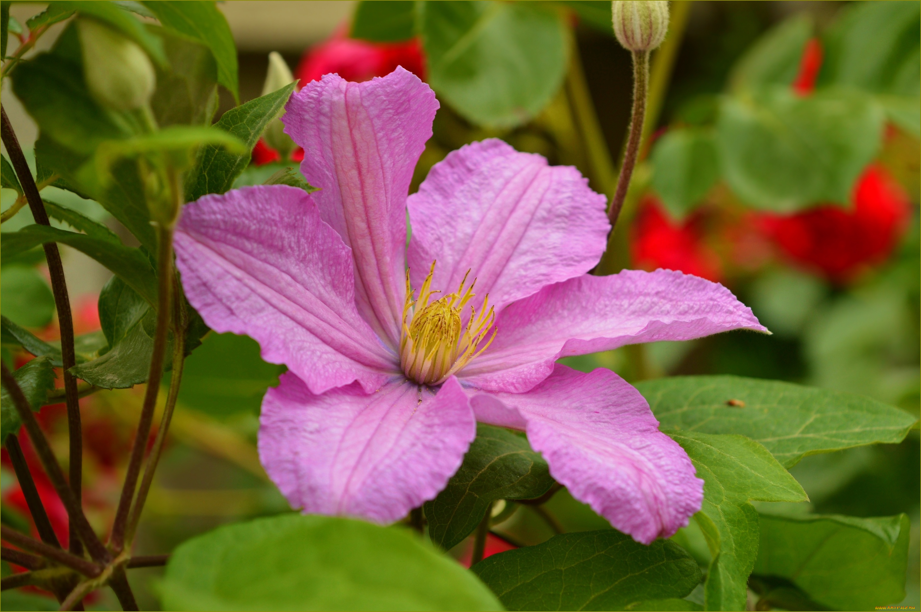 цветы, клематис, , ломонос, клематис, цветок, лепестки, природа, фон