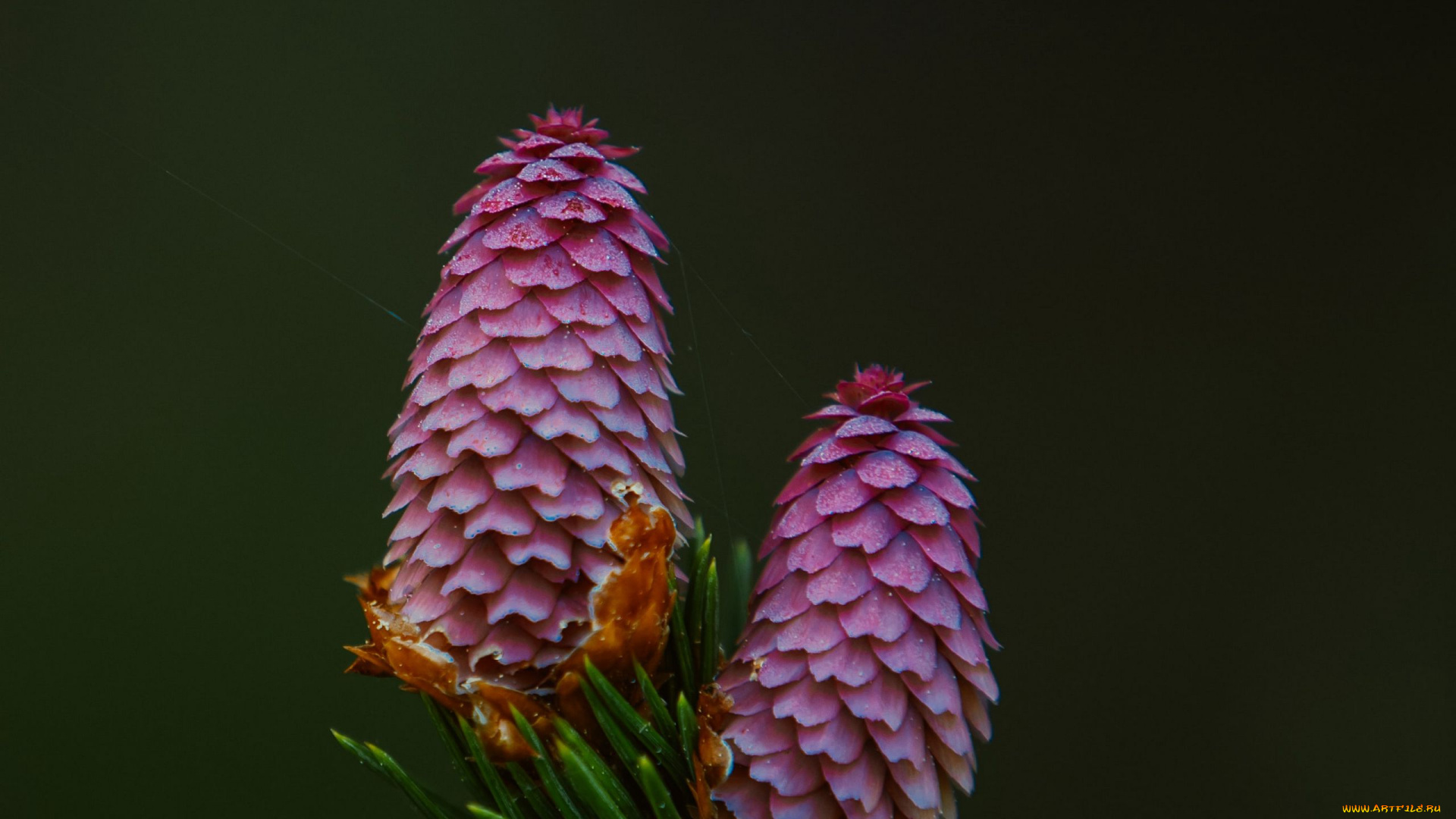 природа, шишки, , жёлуди, , каштаны