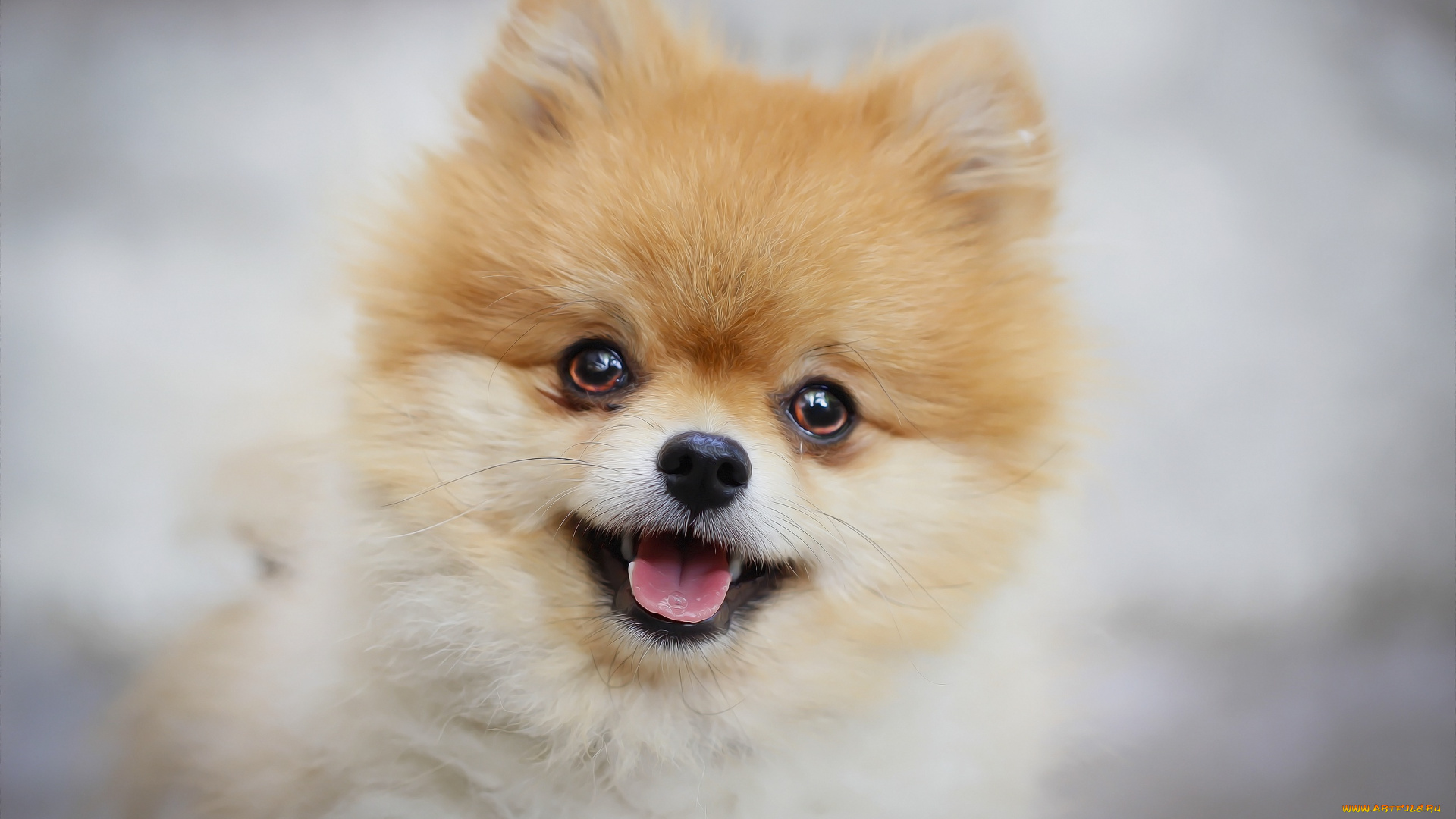 животные, собаки, друг, собака, мордашка, шпиц