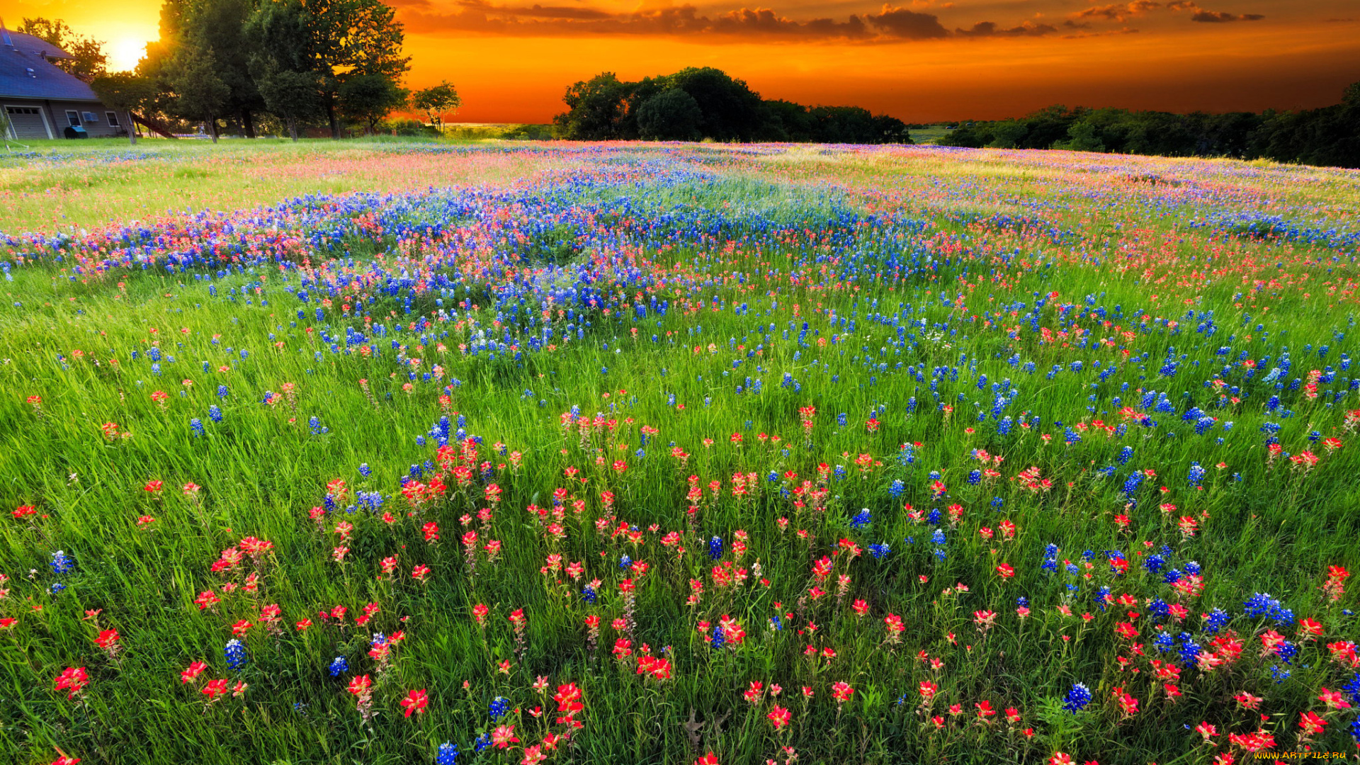 природа, луга, закат, луг, цветы