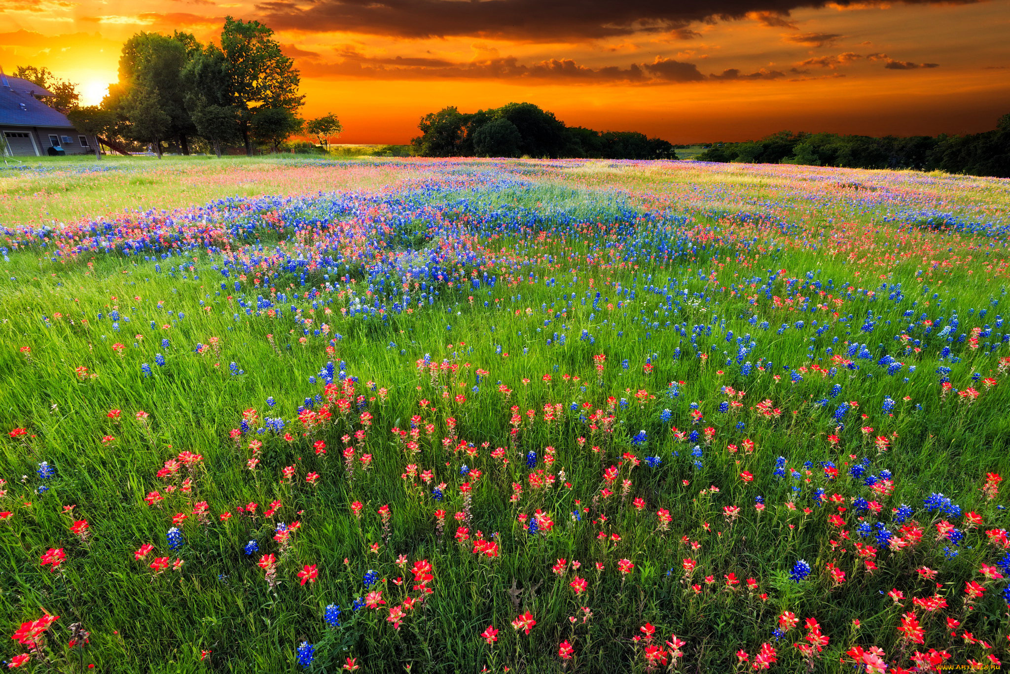природа, луга, закат, луг, цветы