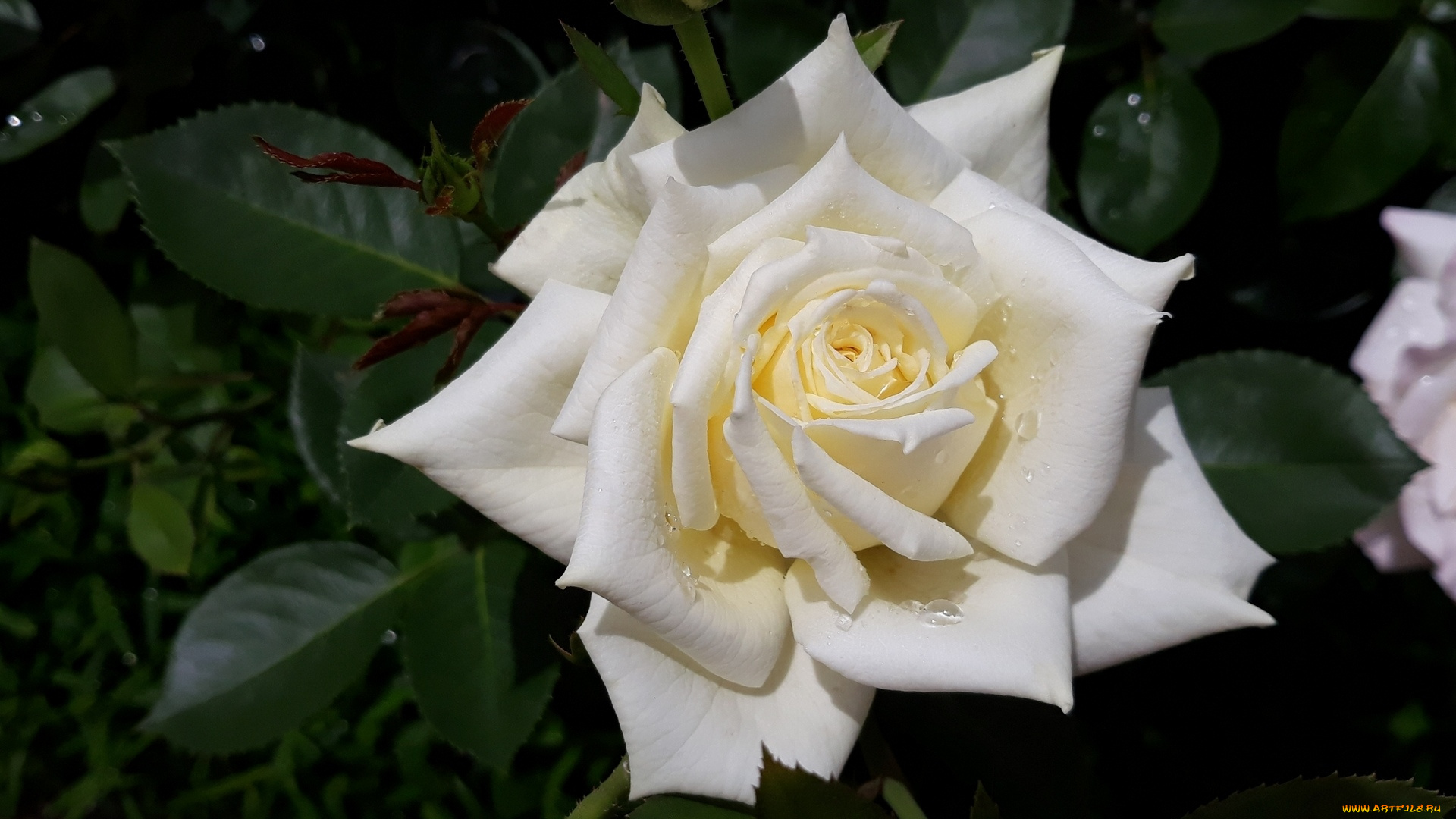 цветы, розы, белая, роза, макро, капли