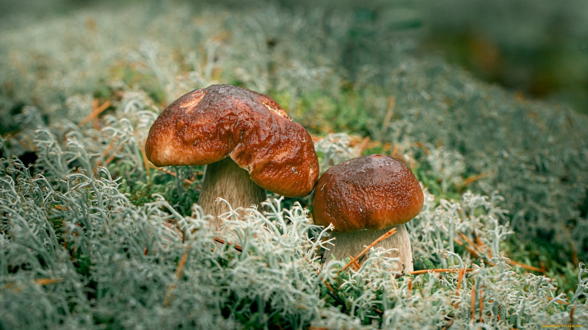природа, грибы, грибная, семейка, дуэт, боровики, мох