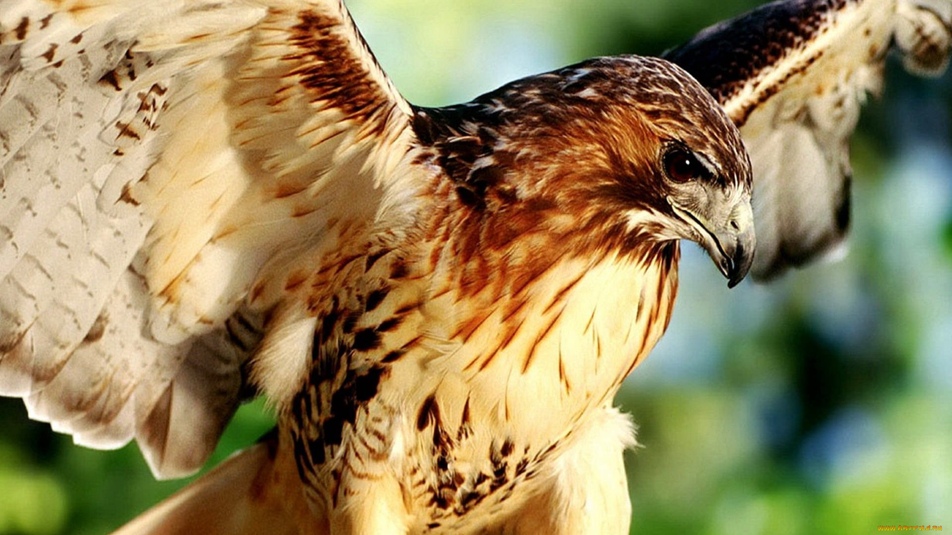 животные, птицы, -, хищники, хищник, крылья