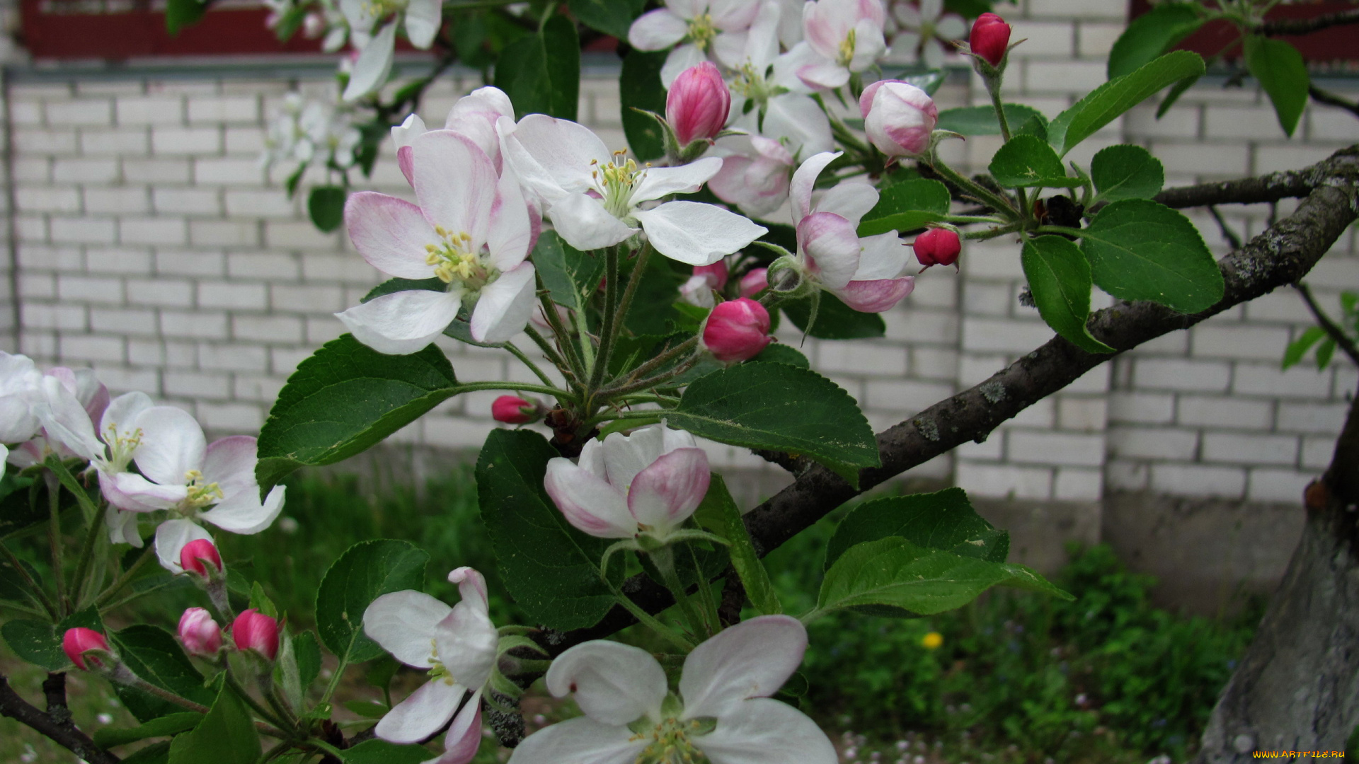 цветы, цветущие, деревья, , , кустарники, цветущая, яблоня