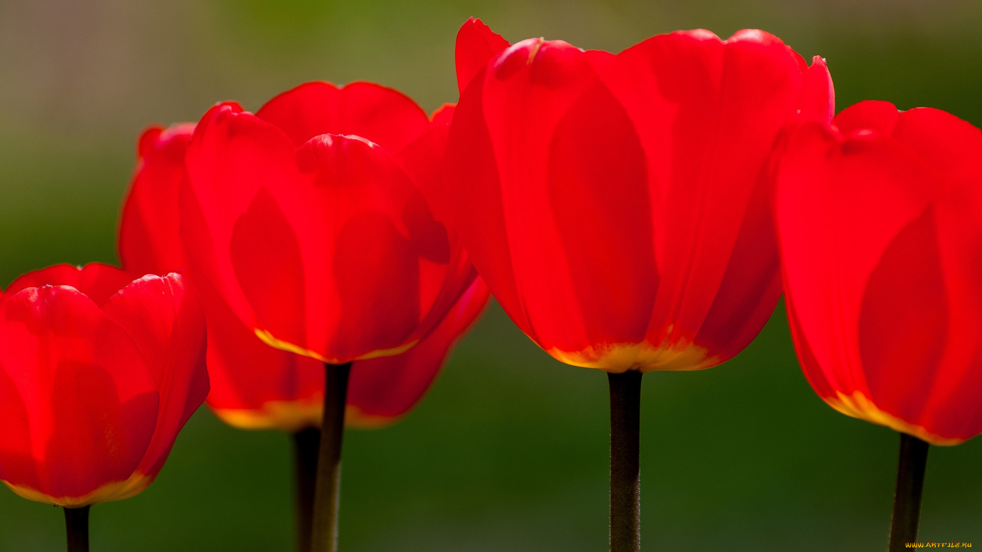 цветы, тюльпаны