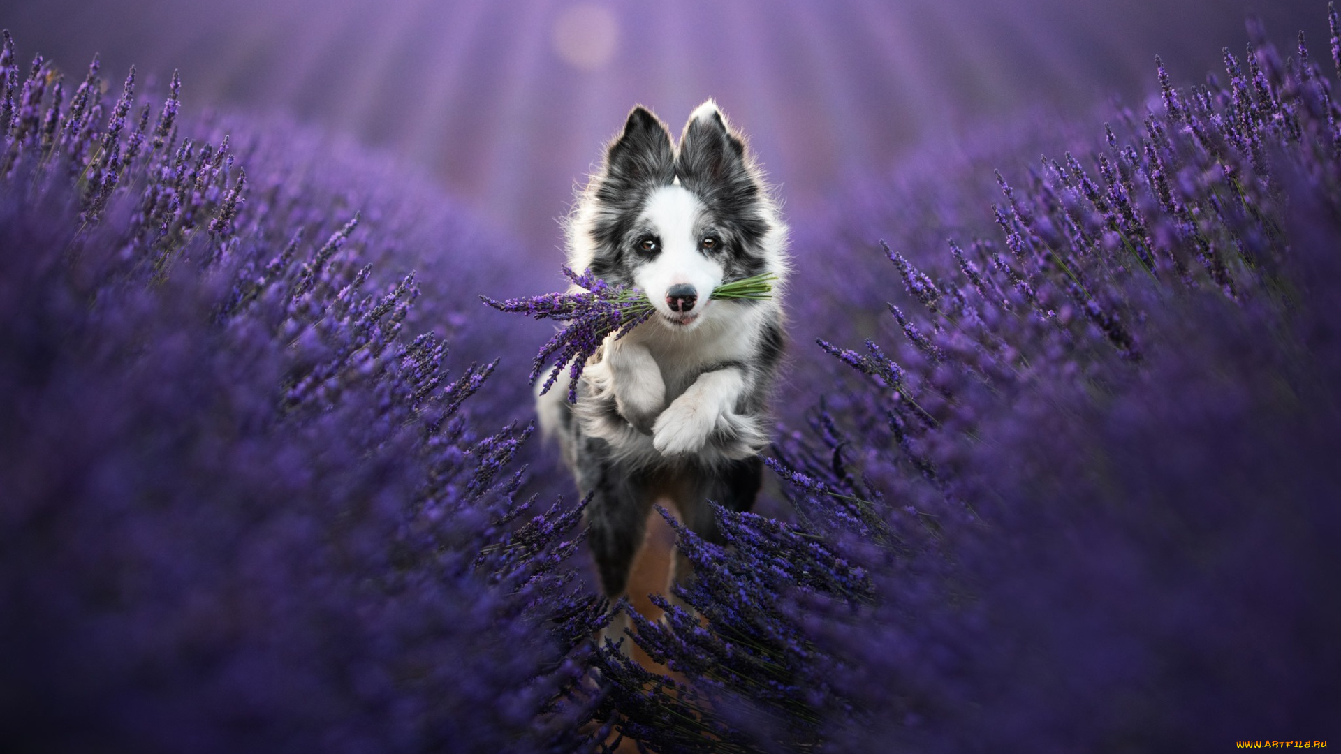 животные, собаки, собака