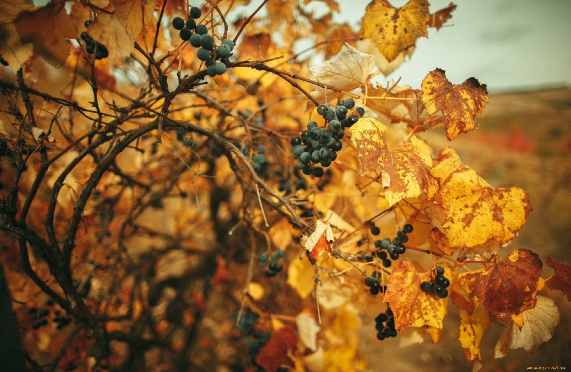 природа, ягоды, , виноград, виноград
