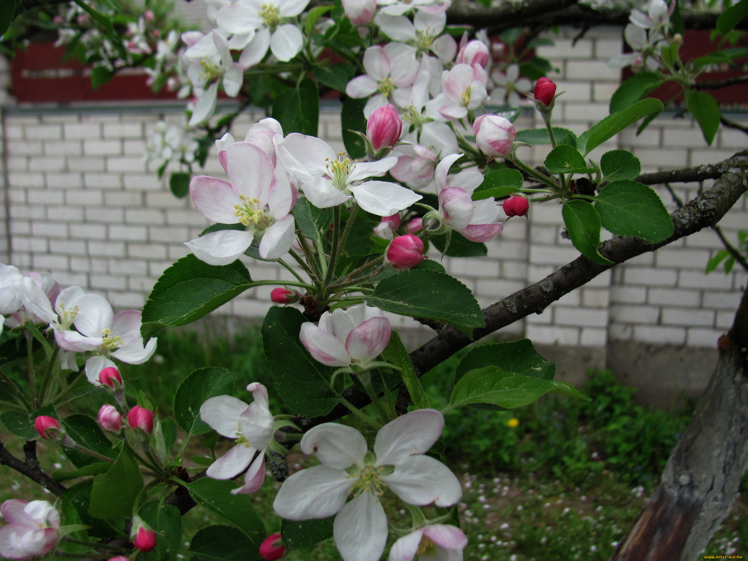цветы, цветущие, деревья, , , кустарники, цветущая, яблоня