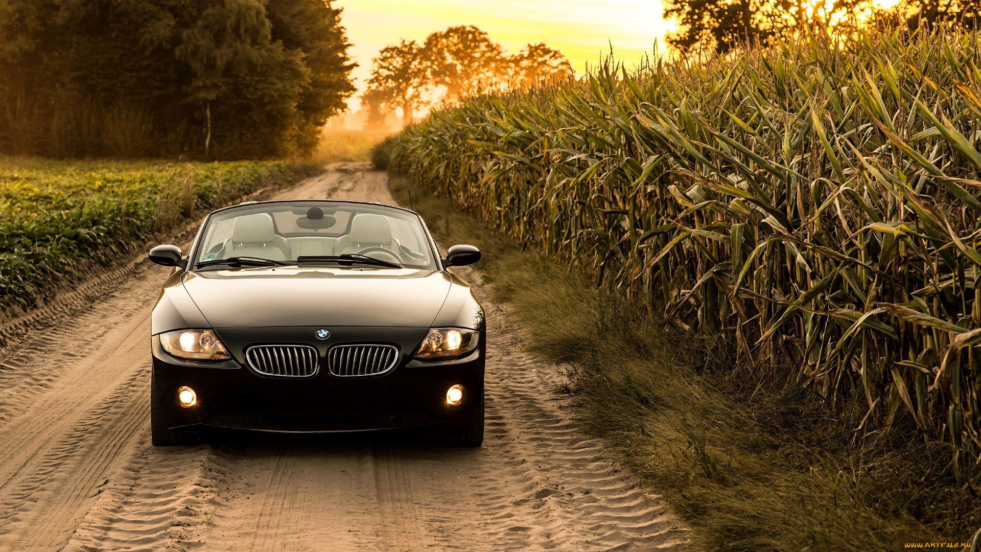 bmw, z4, автомобили, bmw, черный, дорога, лес, поле, кукуруза