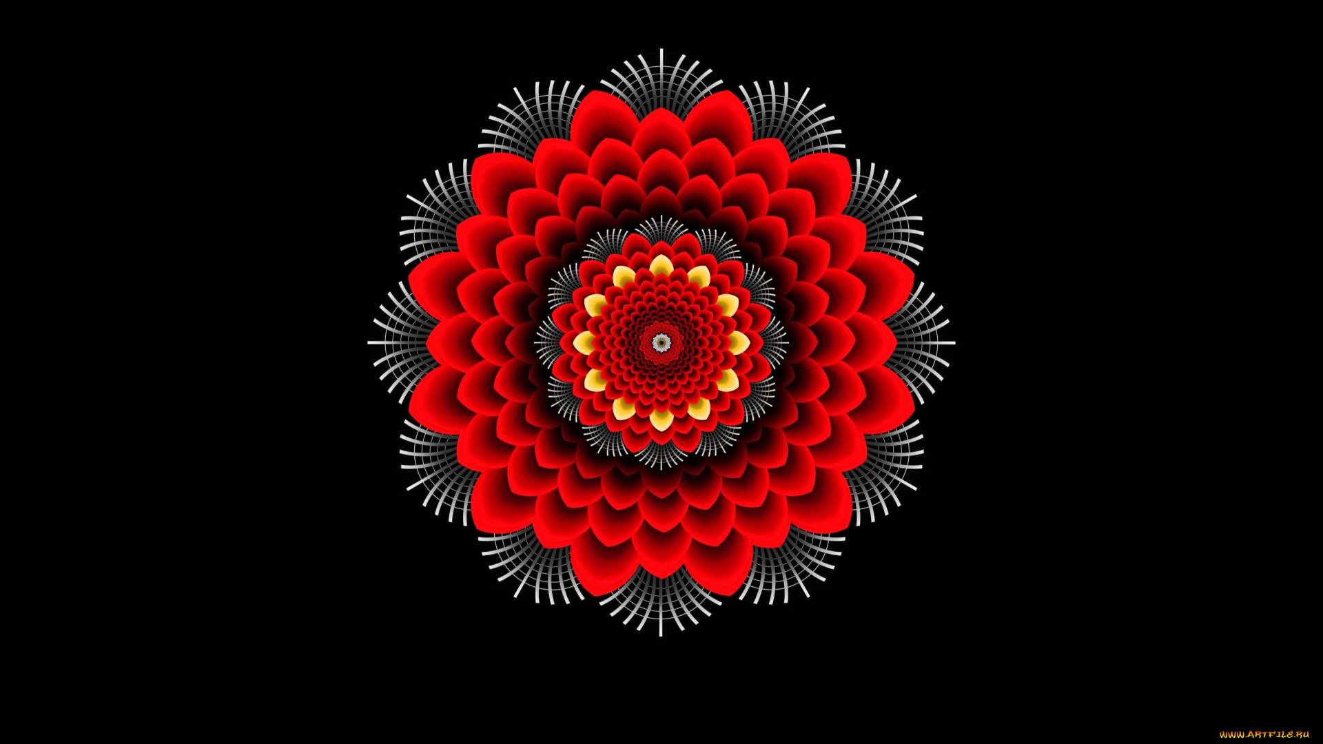 векторная, графика, -графика, , graphics, круг, орнамент, цветок