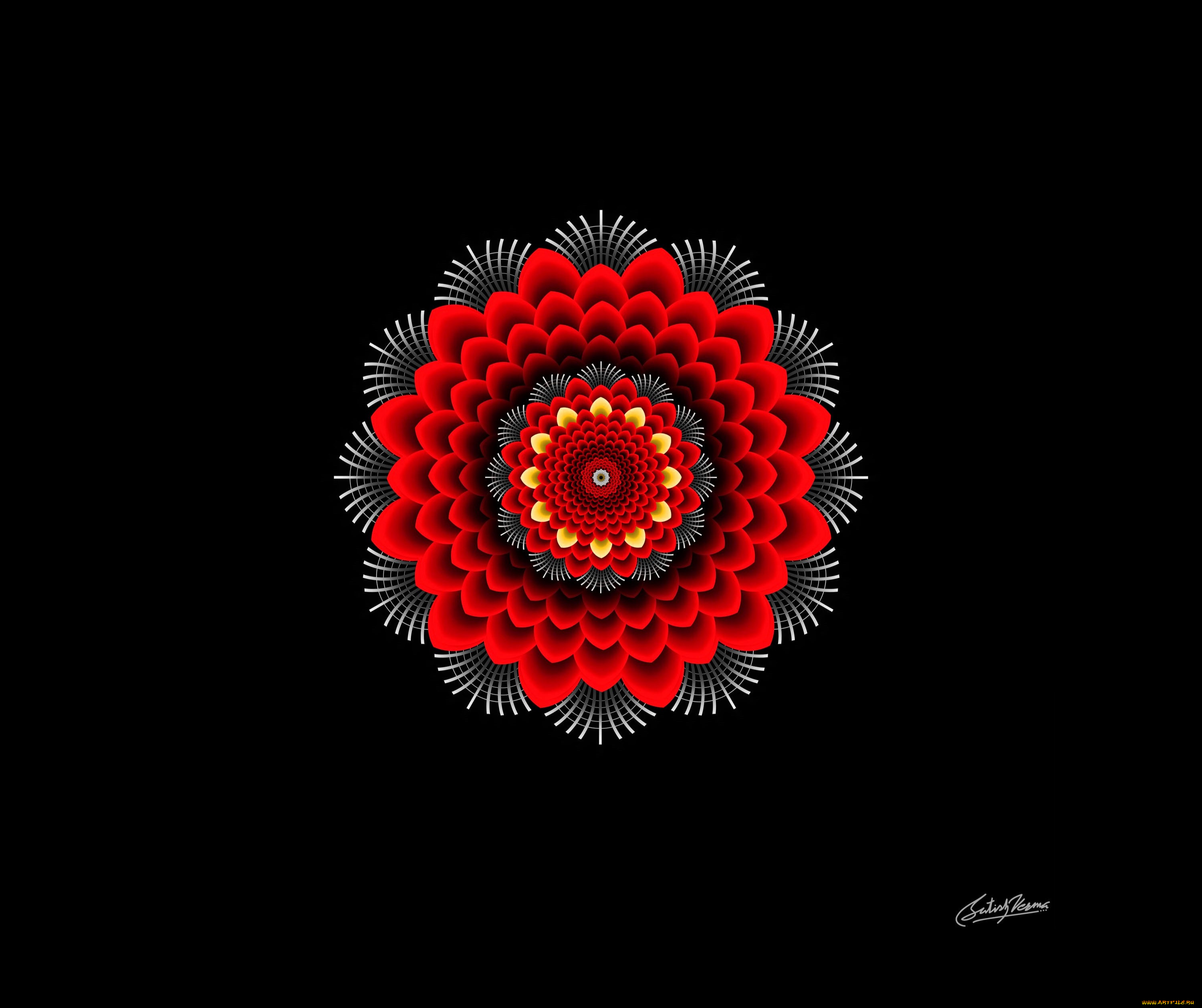 векторная, графика, -графика, , graphics, круг, орнамент, цветок