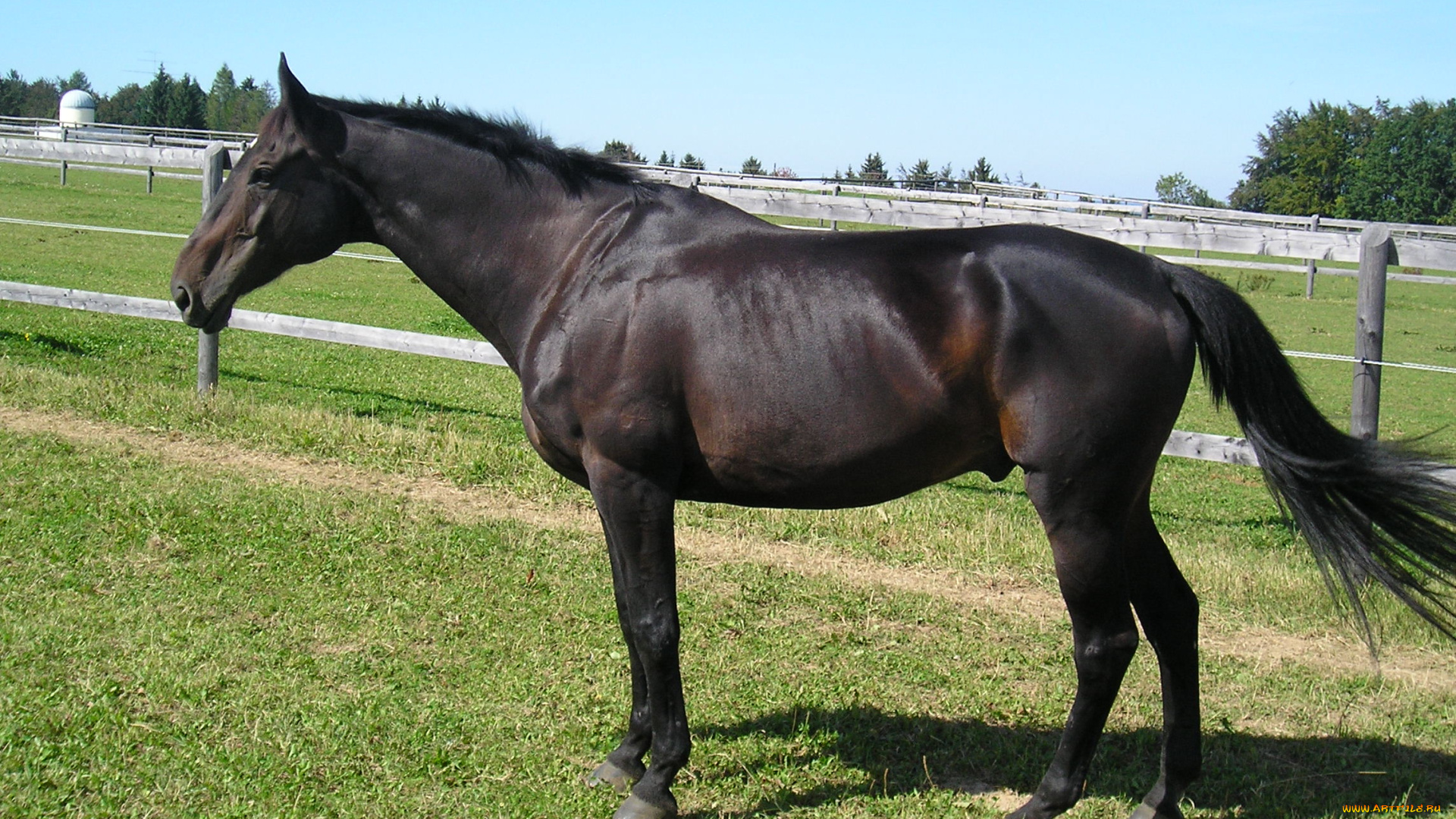 животные, лошади