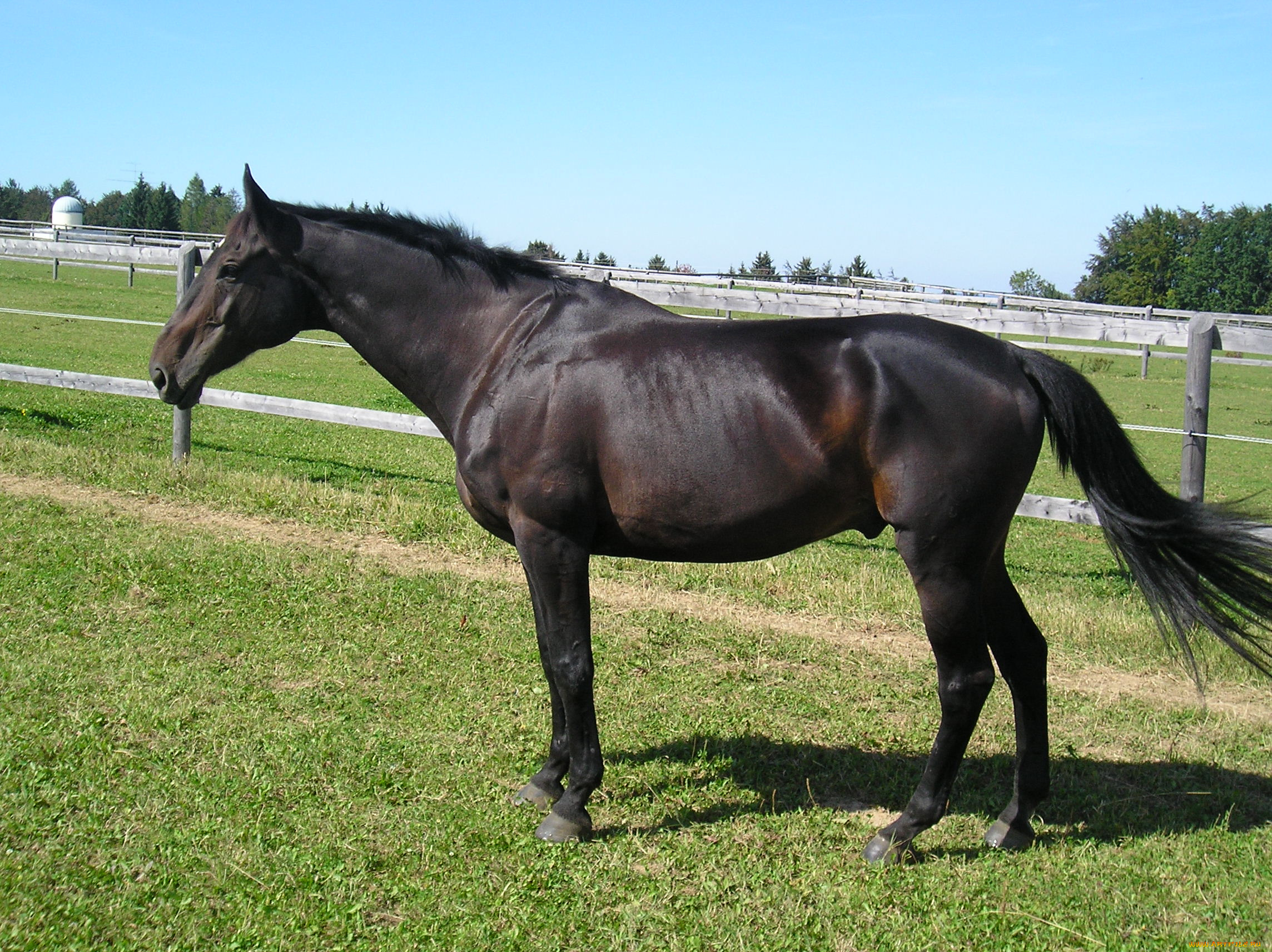 животные, лошади