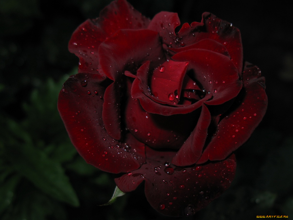 цветы, розы