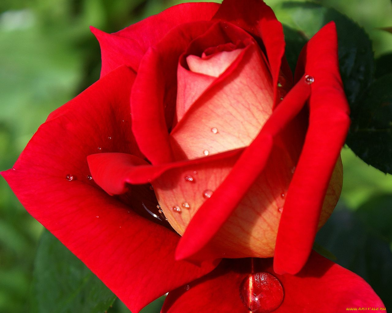 цветы, розы