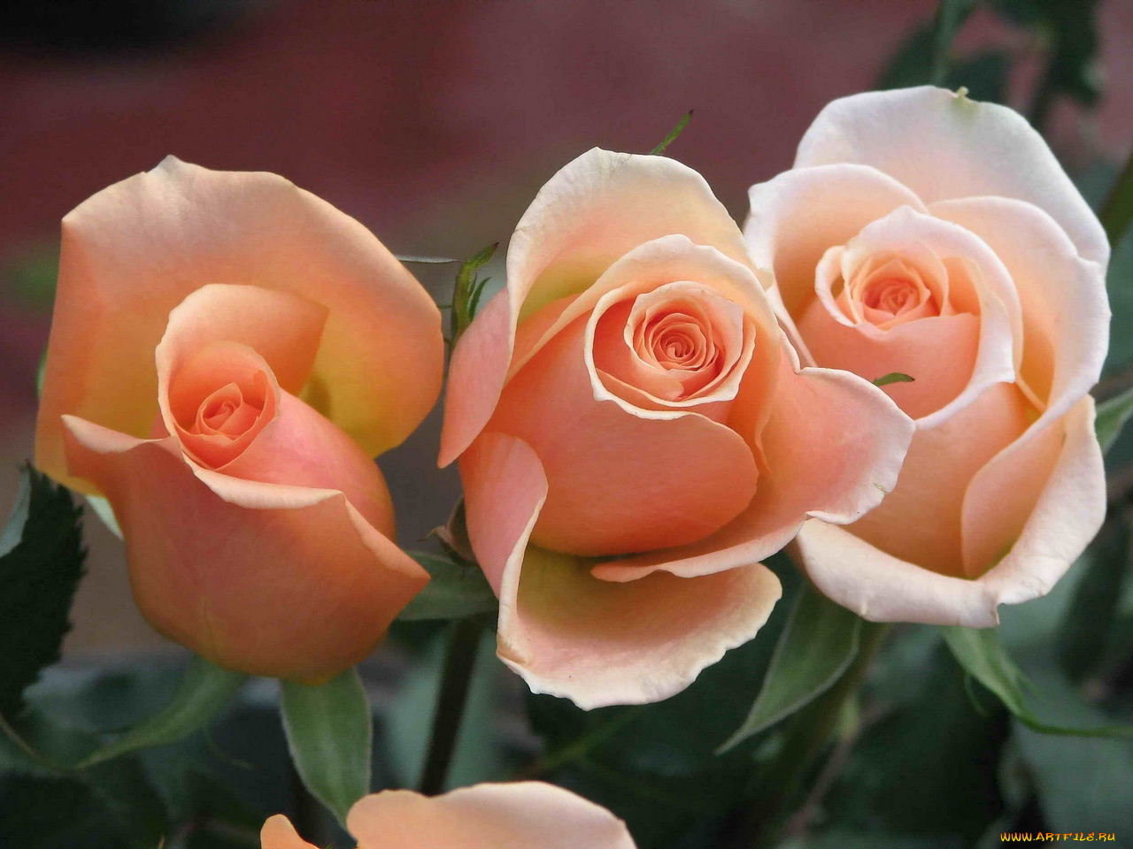 цветы, розы